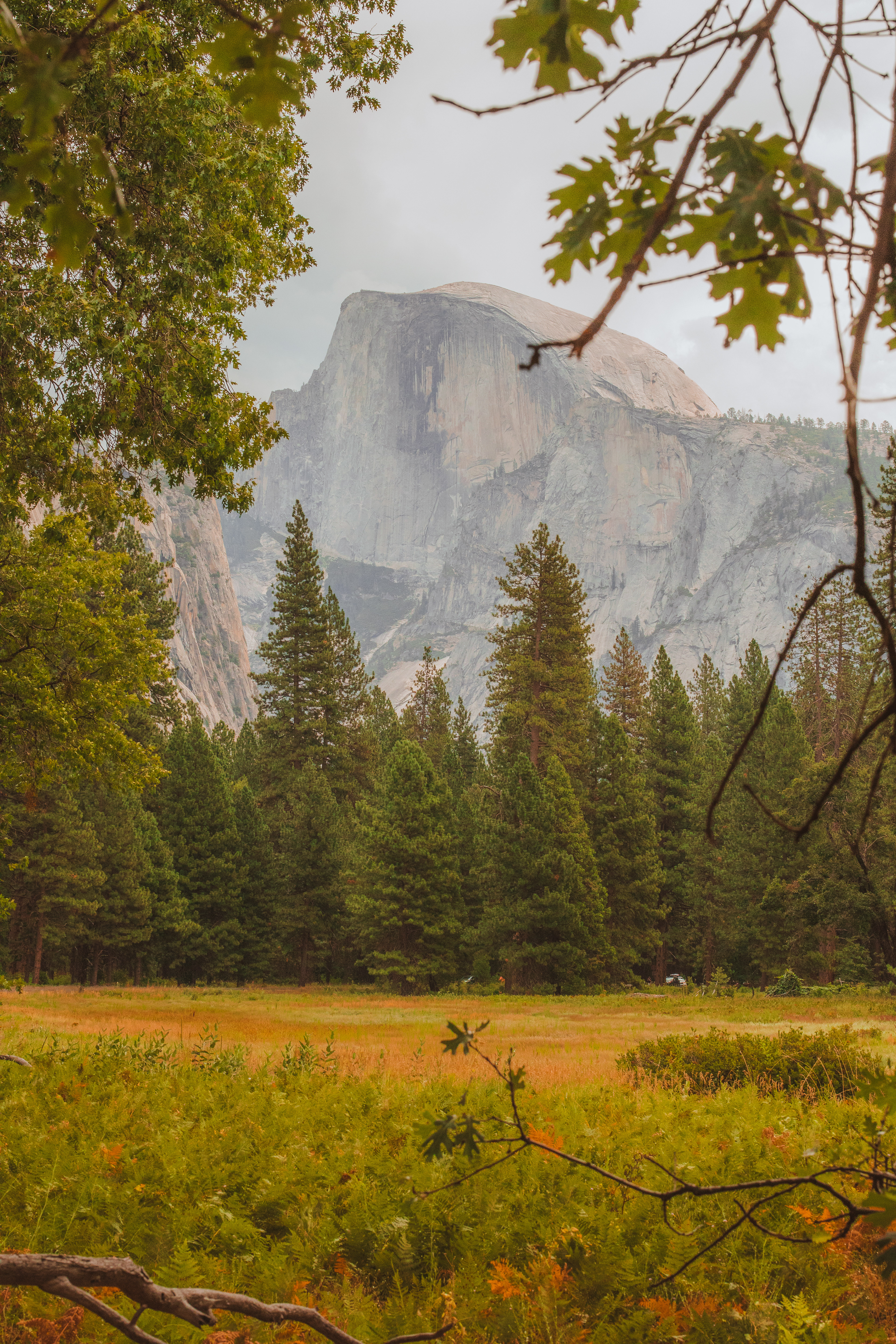 Sequoïa Park