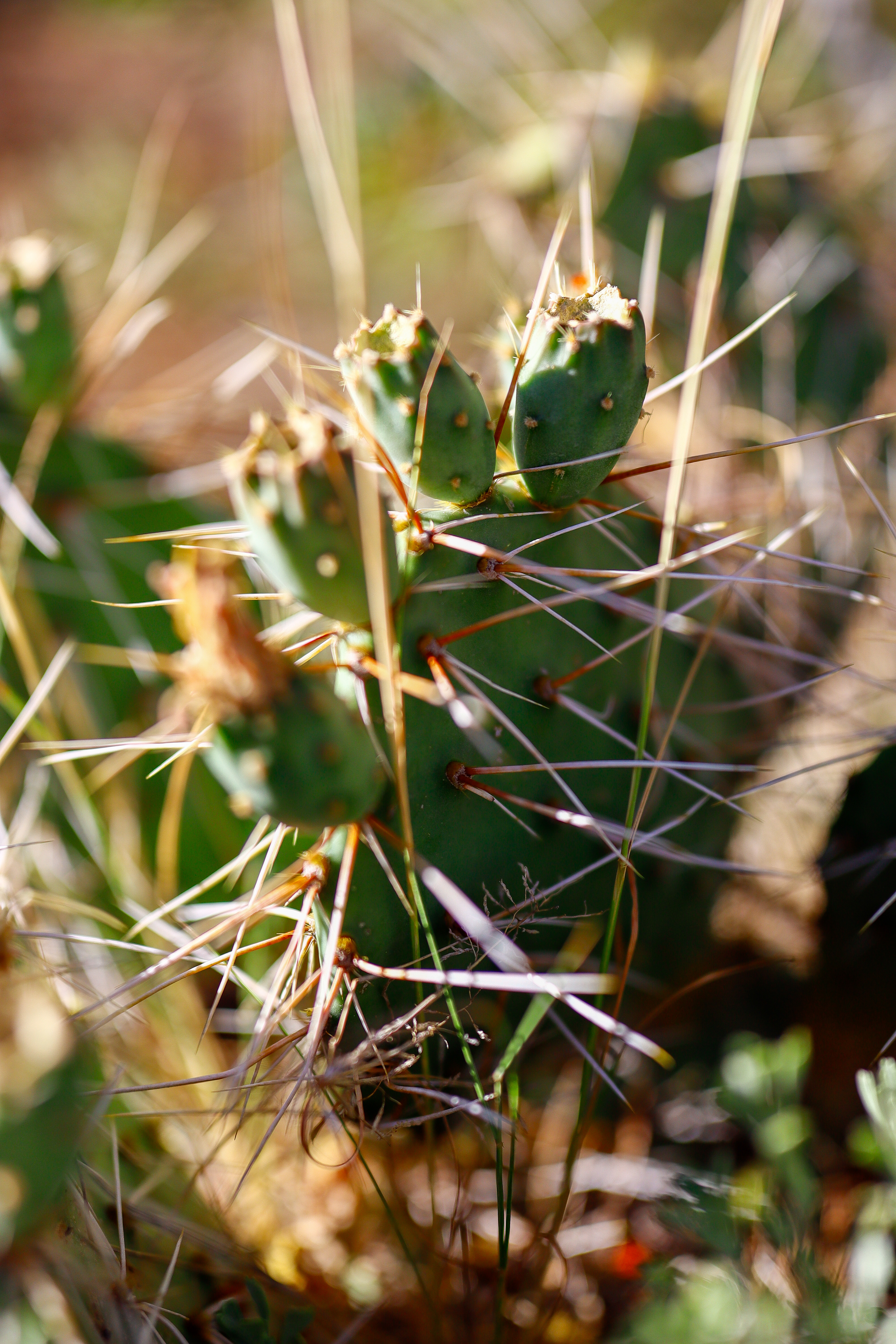 Nevada's Cactus