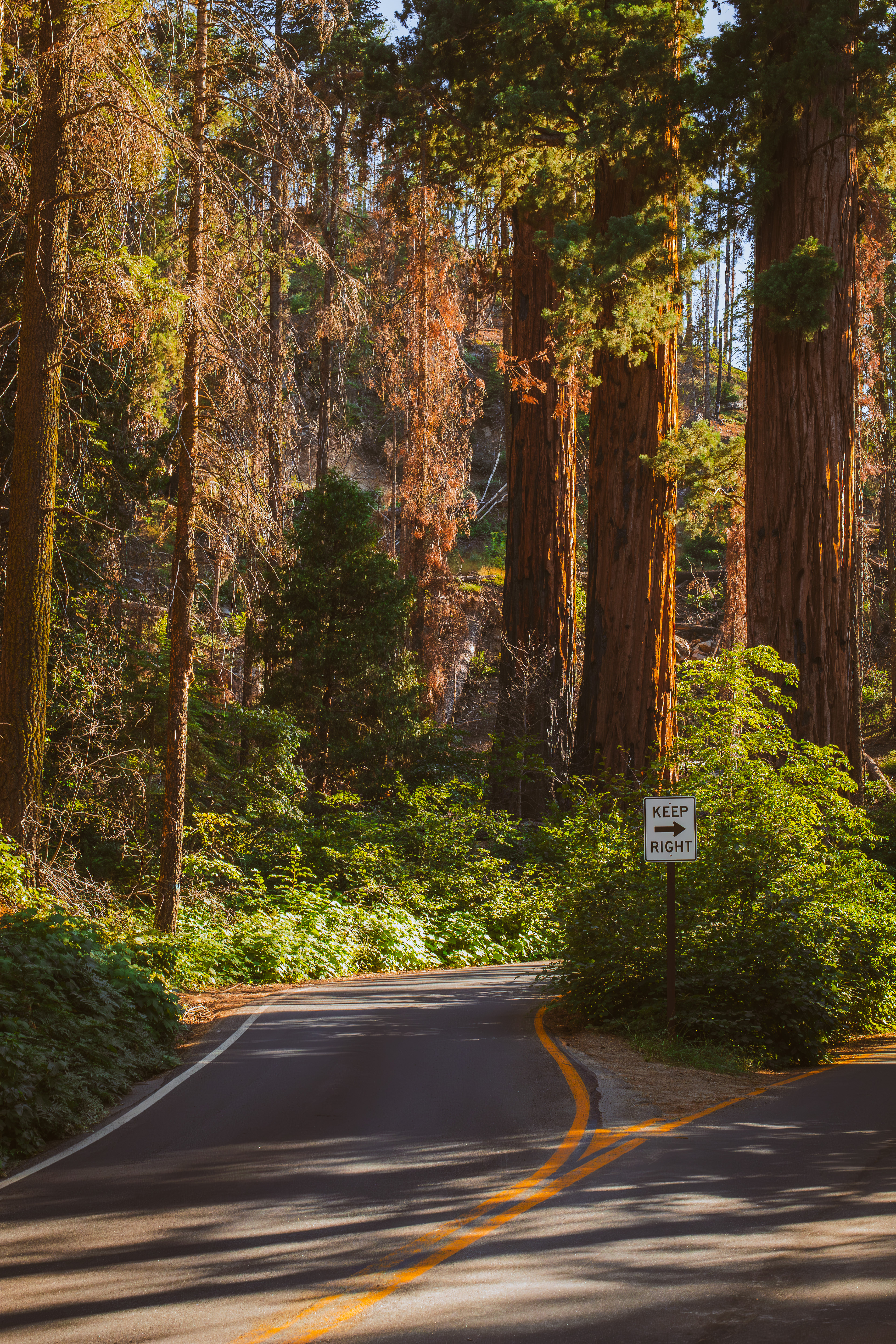 Sequoïa Park