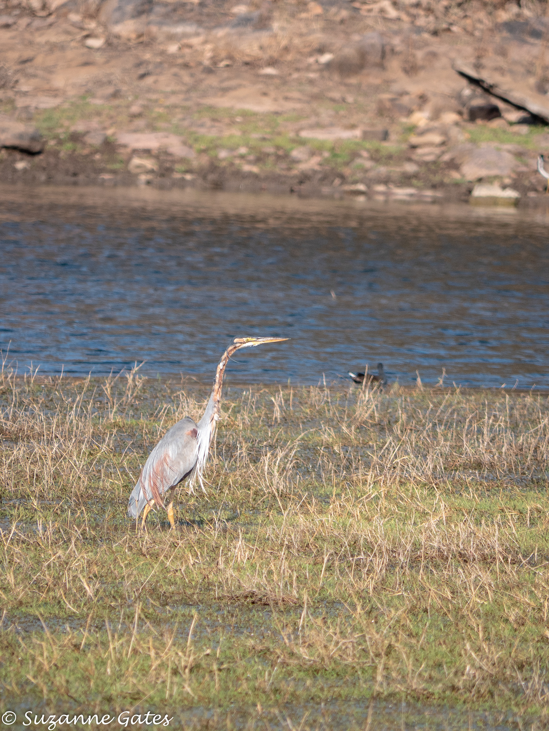 heron
