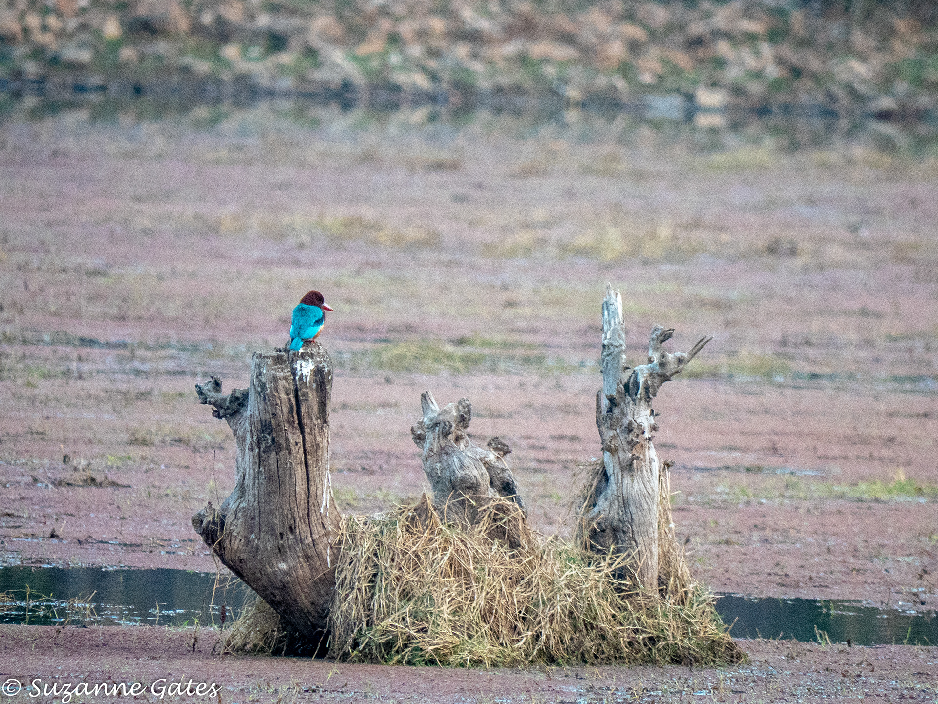 kingfisher