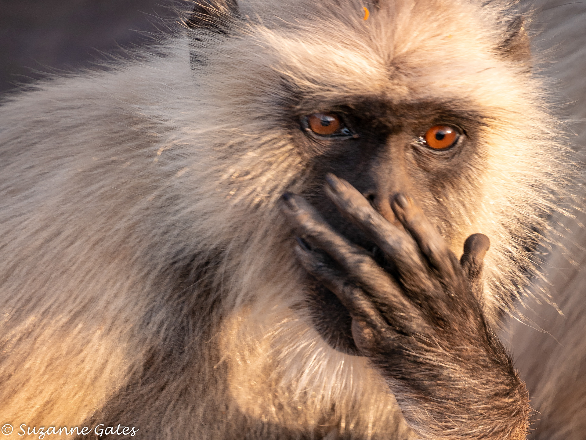 Gray langur
