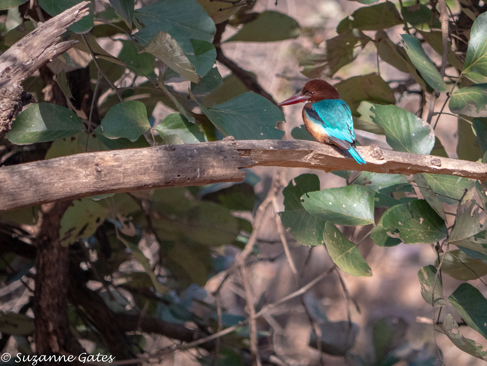 Kingfisher