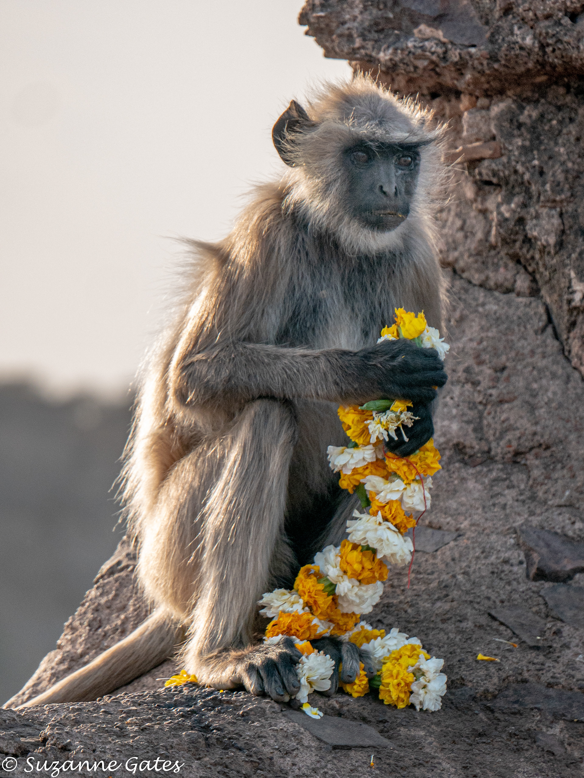 Gray langur