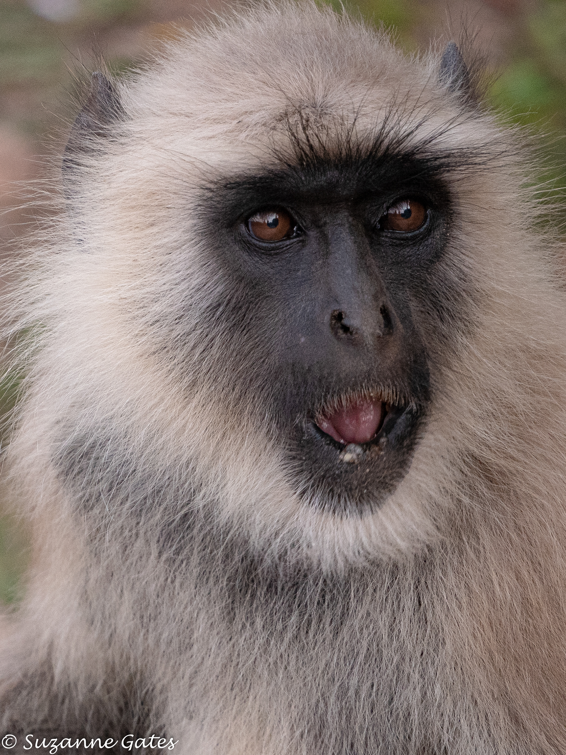 Gray langur