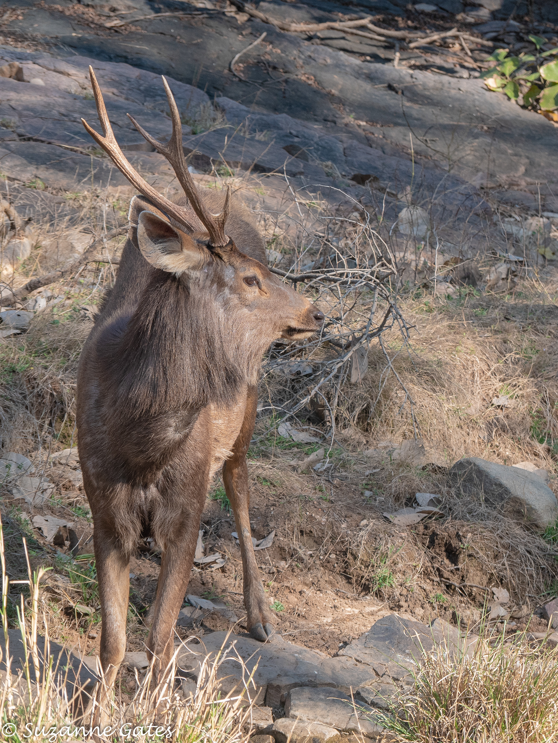 Sambar