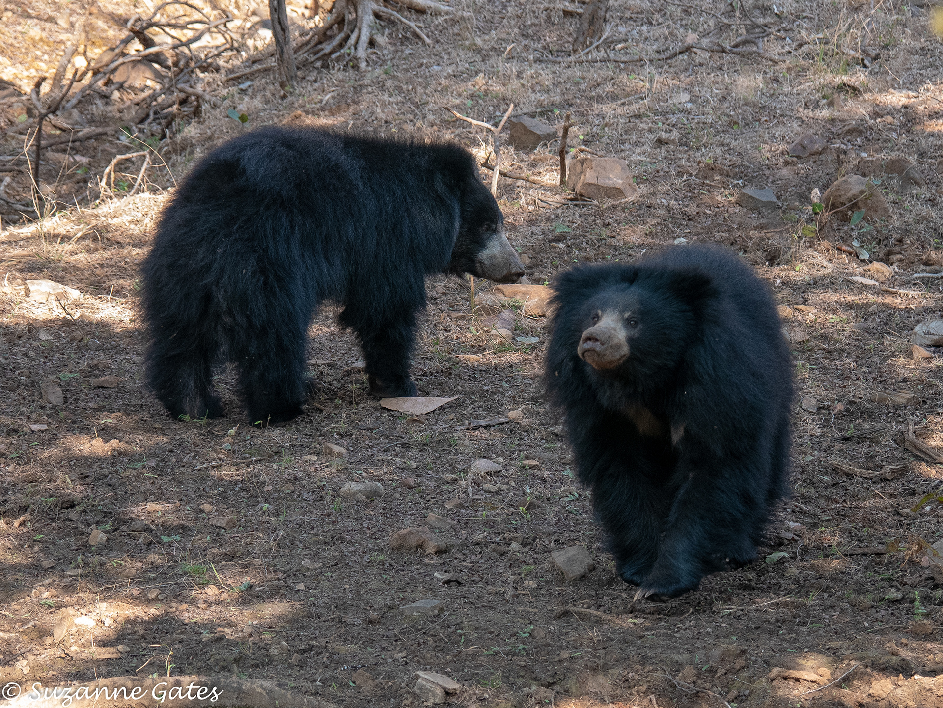 Sloth bears