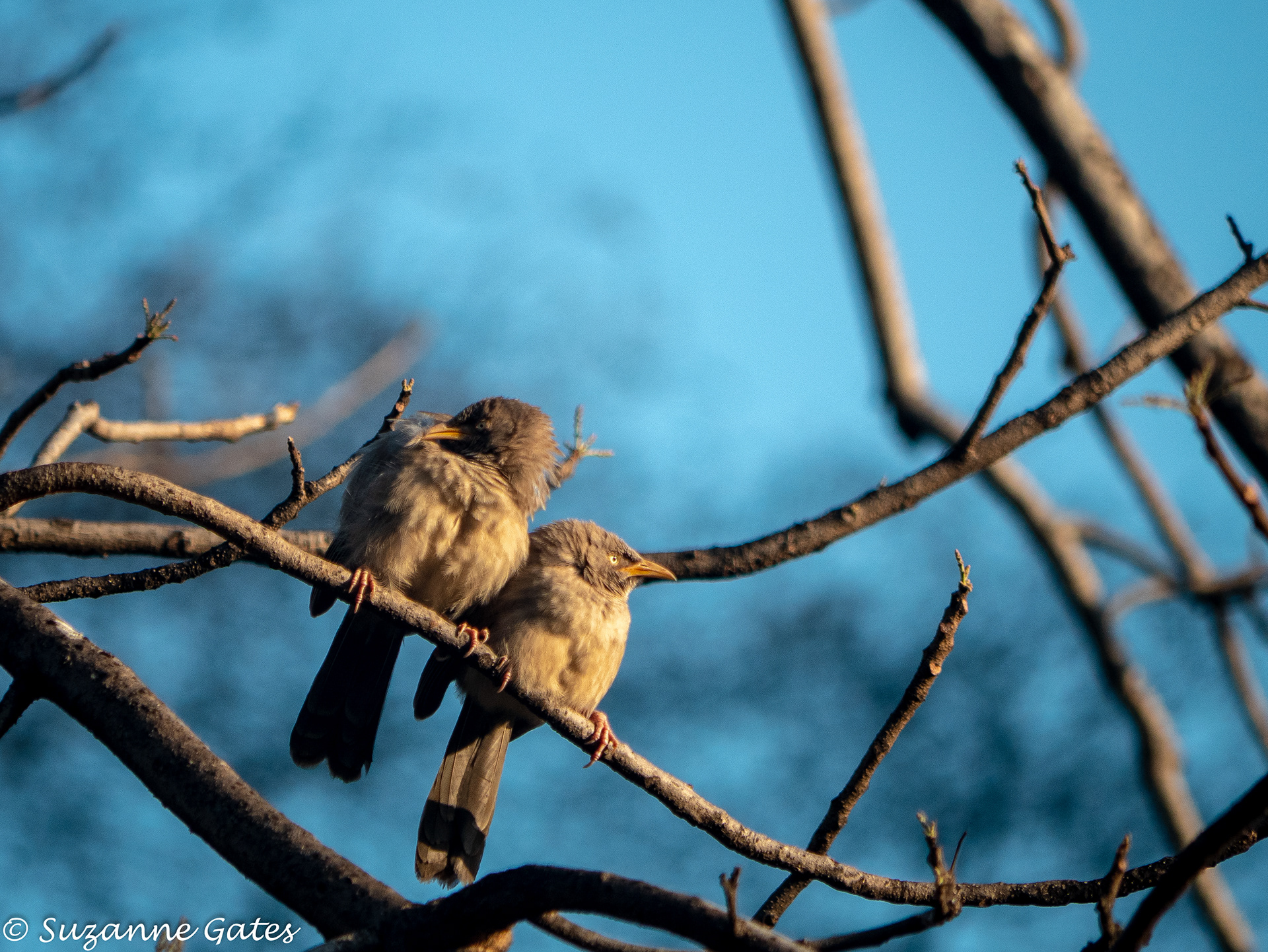 common babblers