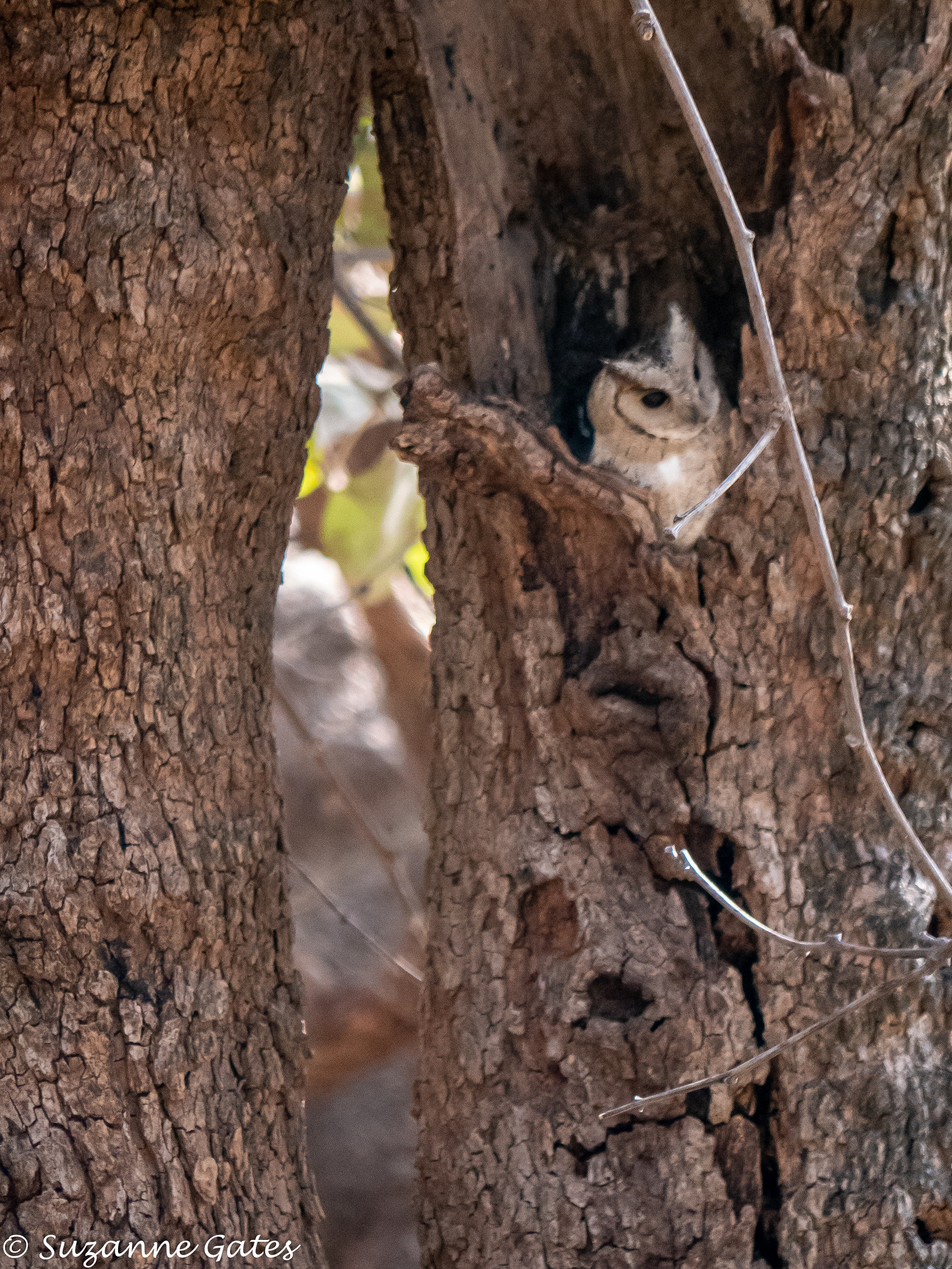 Scops owl