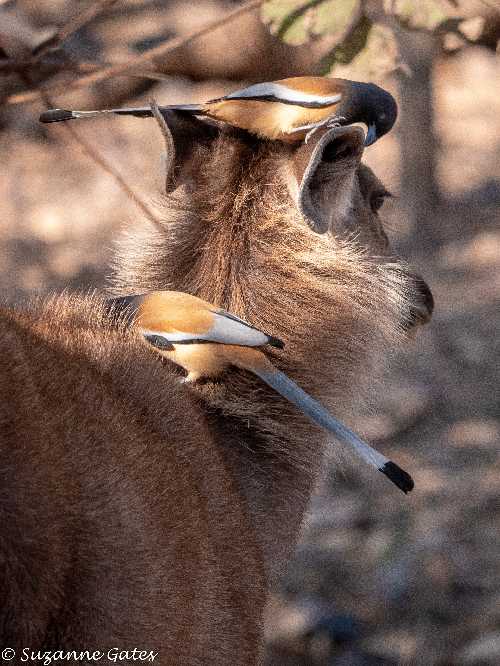 Treepie grooming a sambar