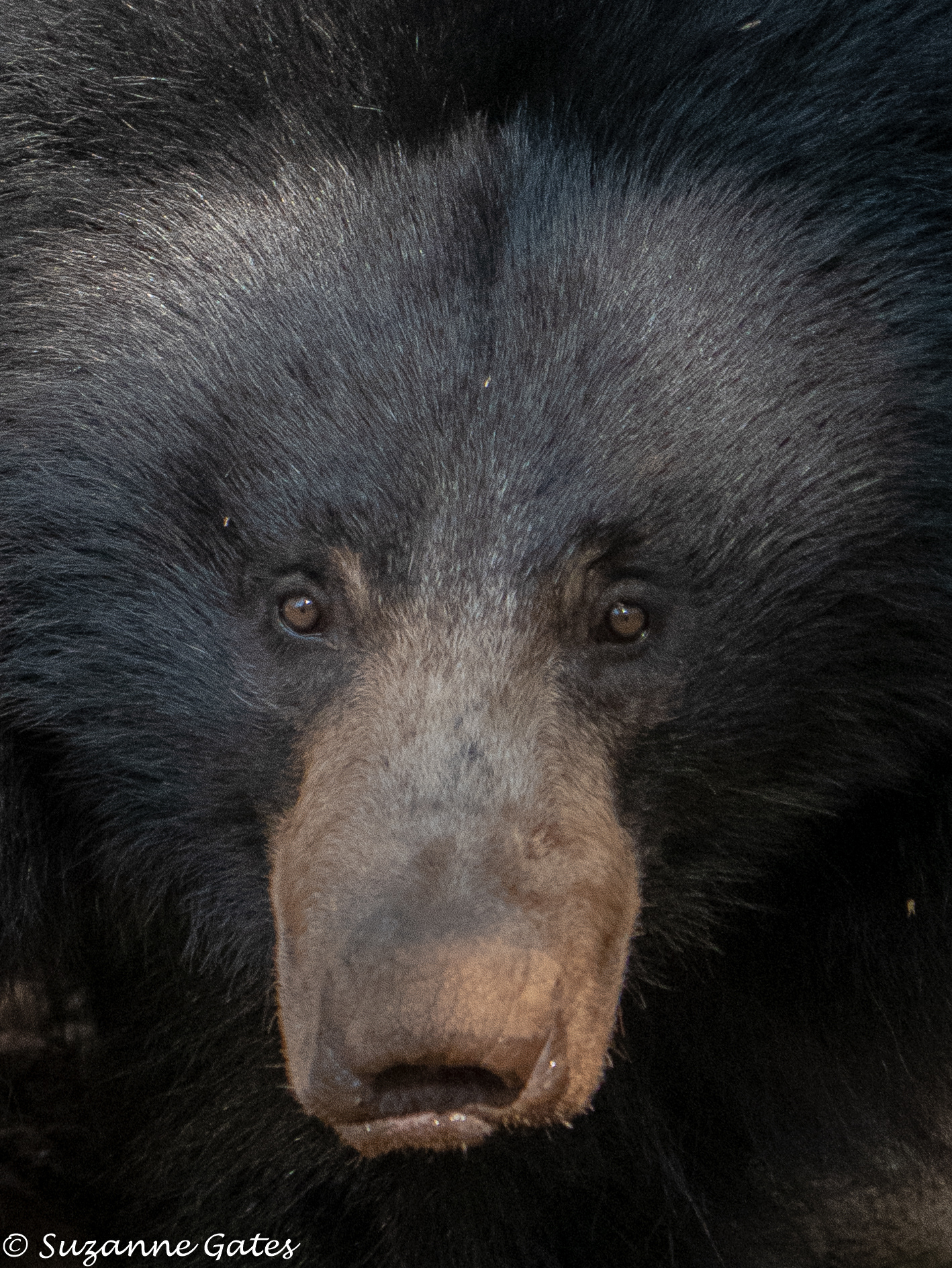 Sloth bear