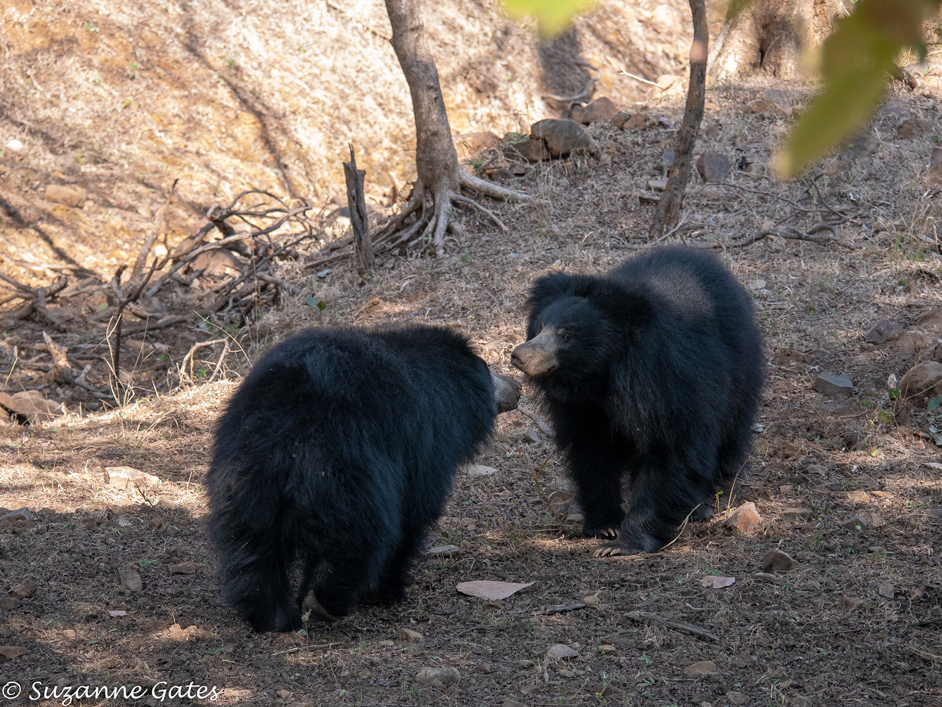 Sloth bears