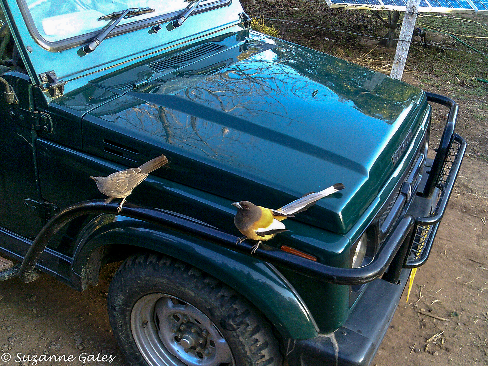 Common babbler & rufous treepie