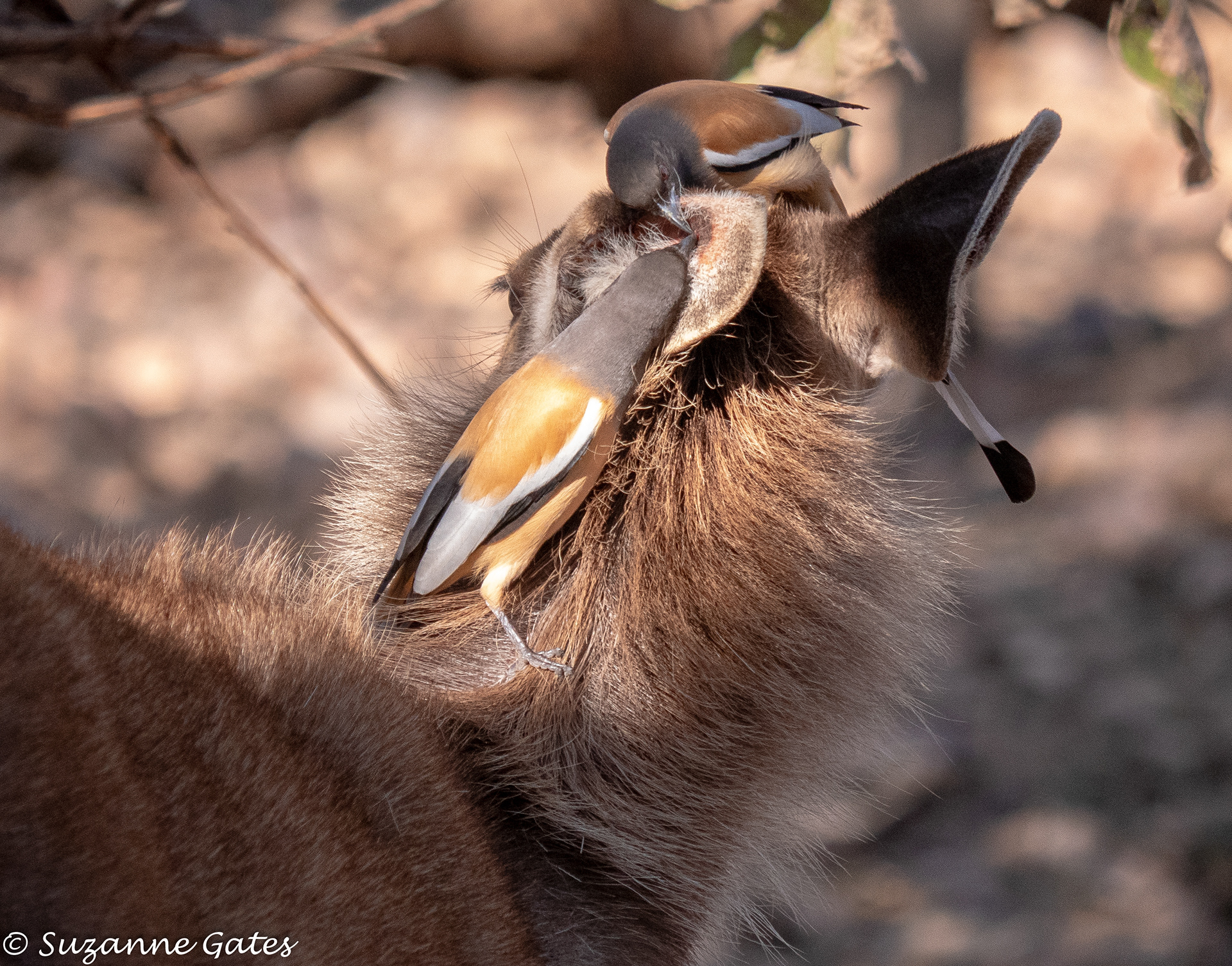 Treepie grooming a sambar