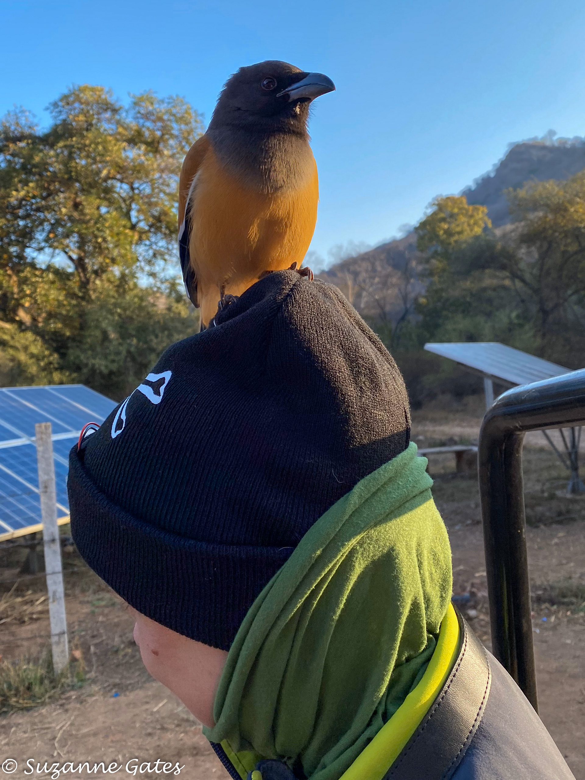 Rufous treepie using me as a stoop
