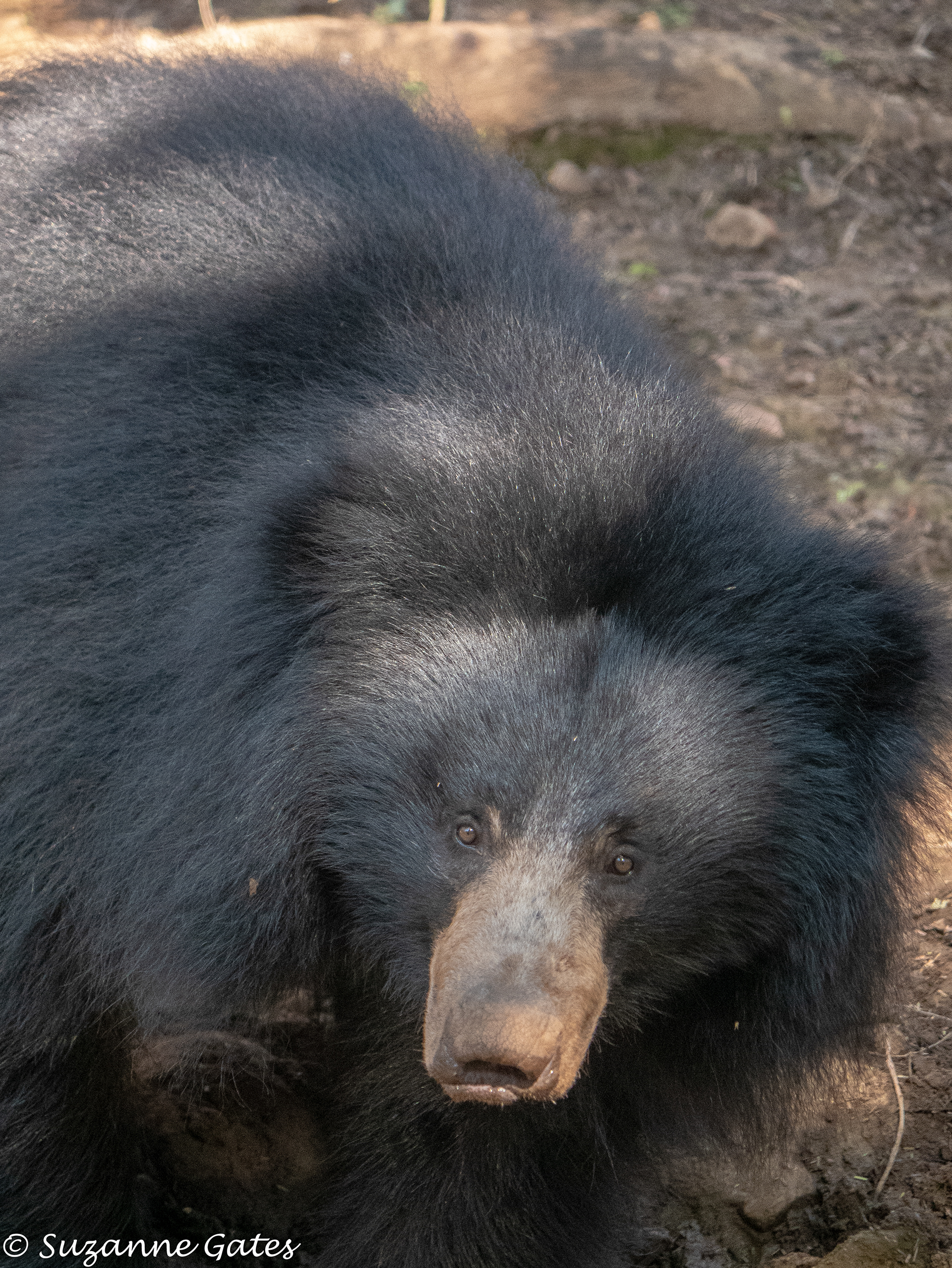 Sloth bear