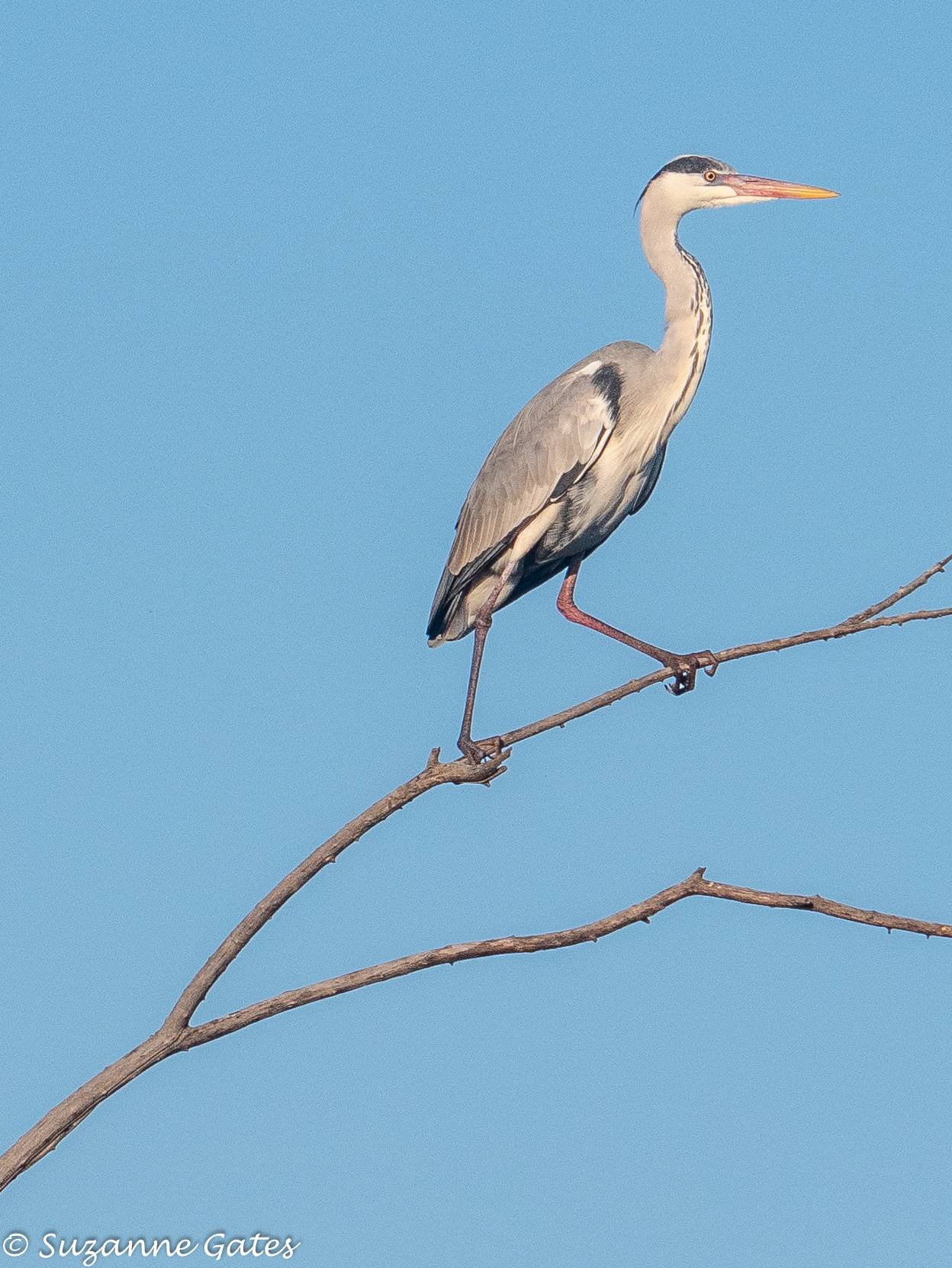 heron