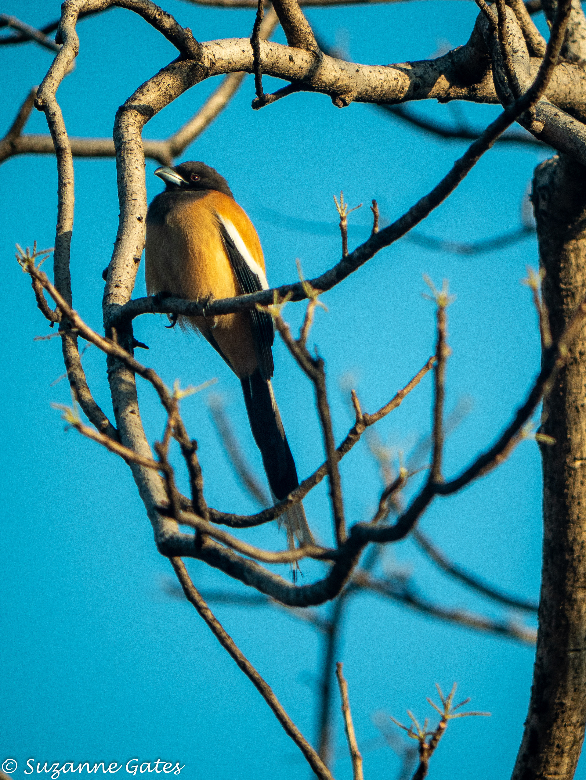 rufous treepie