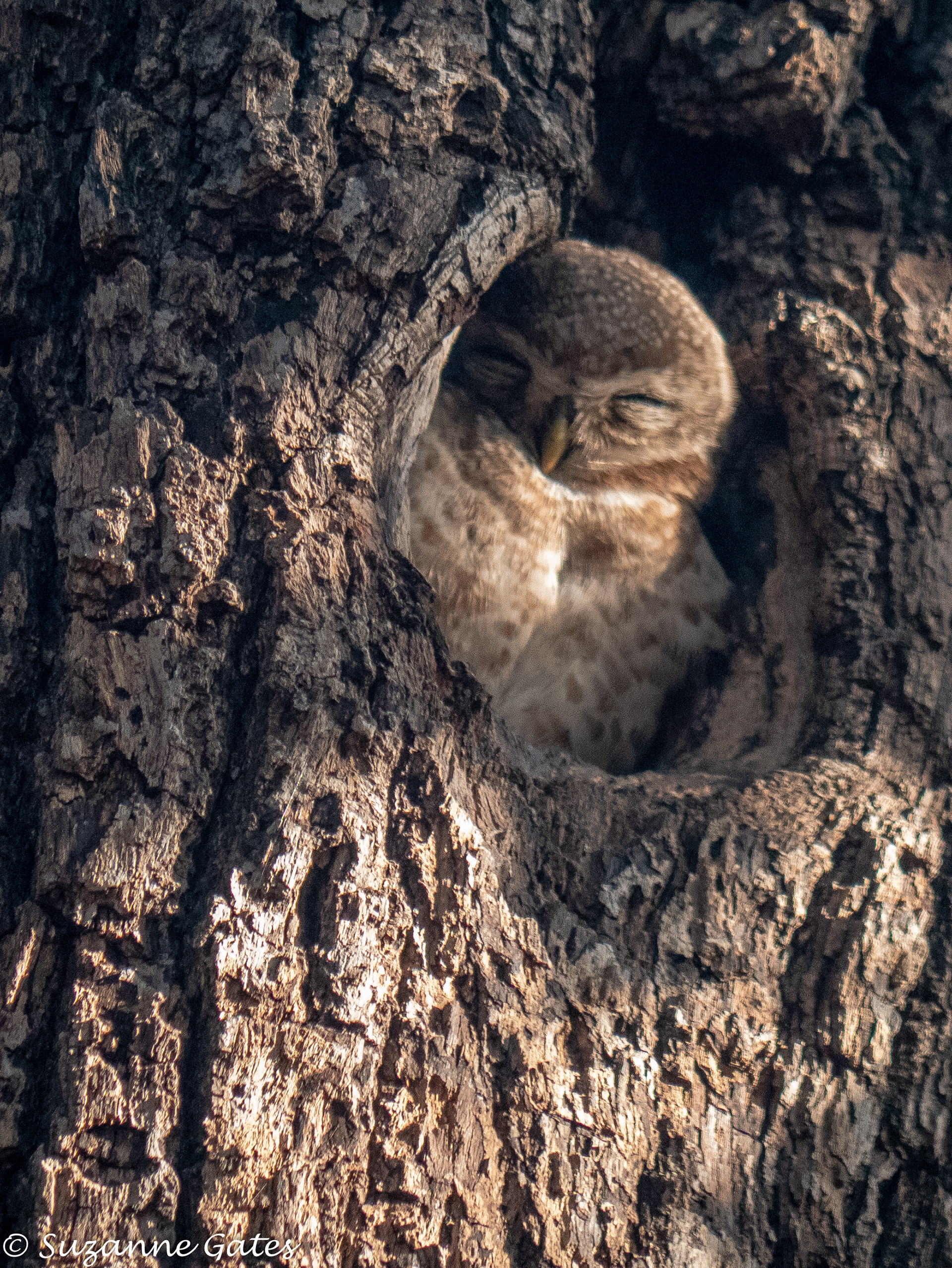 spotted owlet