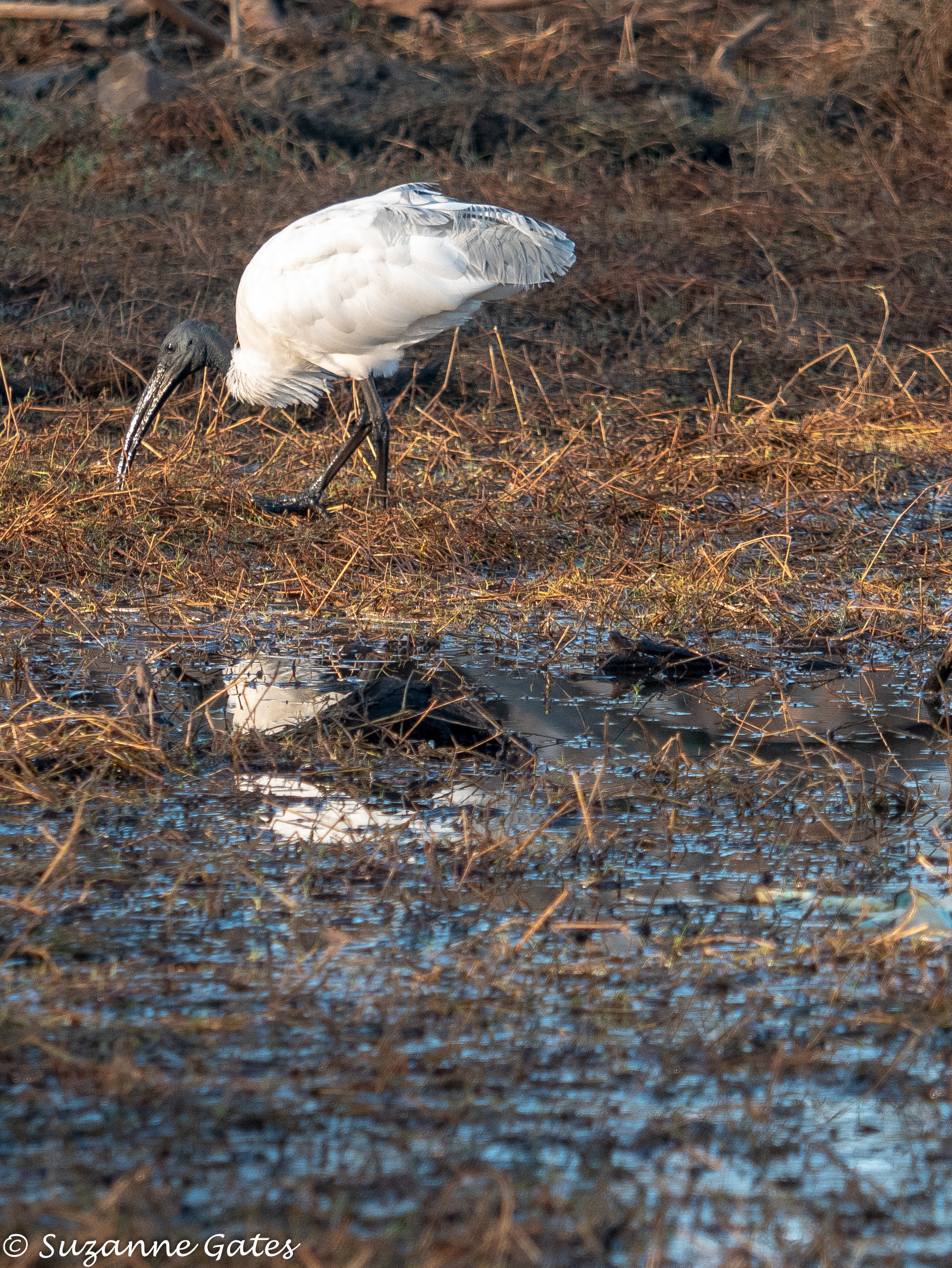 black-headed ibis