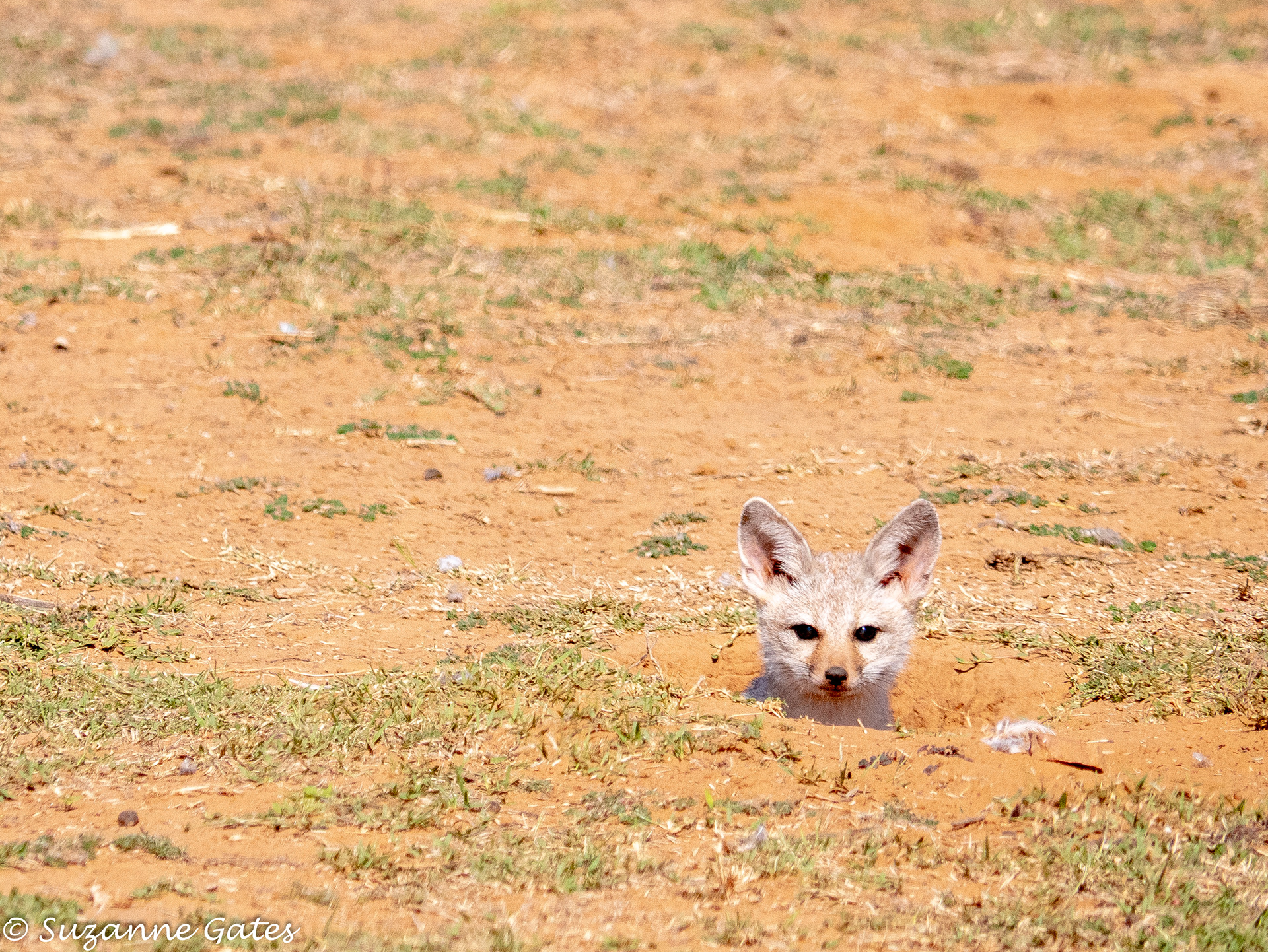 gray fox