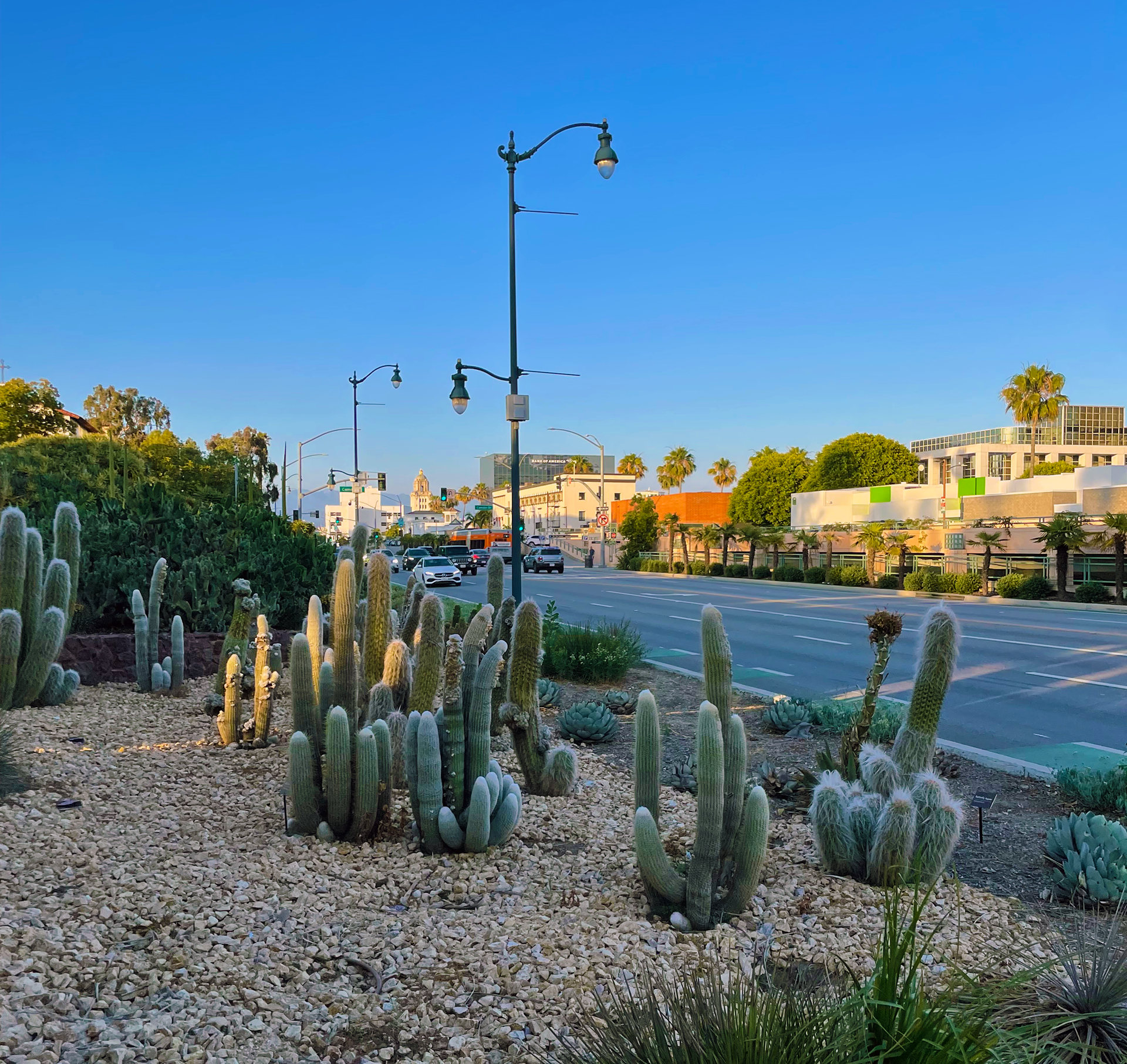 Penile Cacti