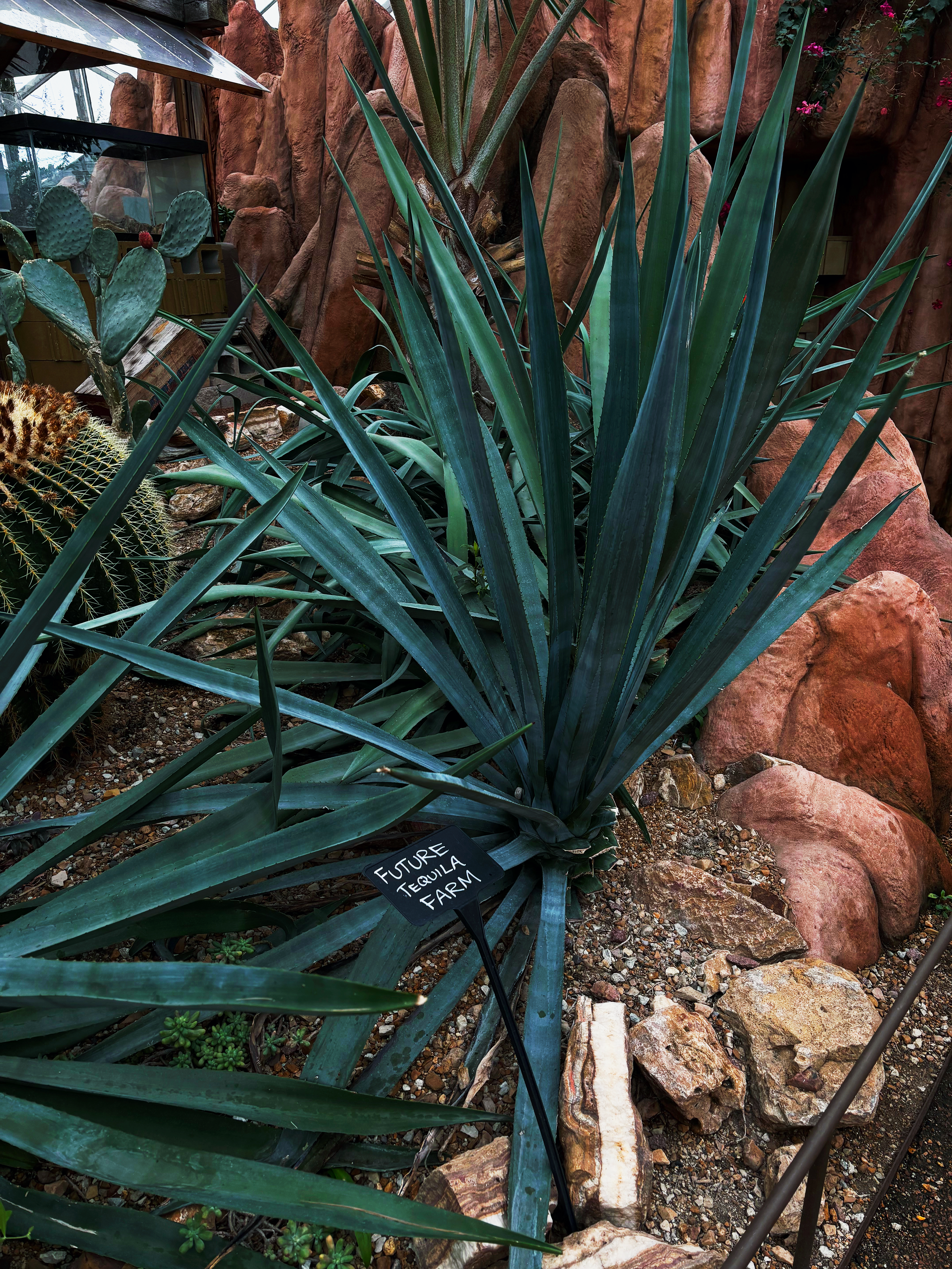 Future Tequila