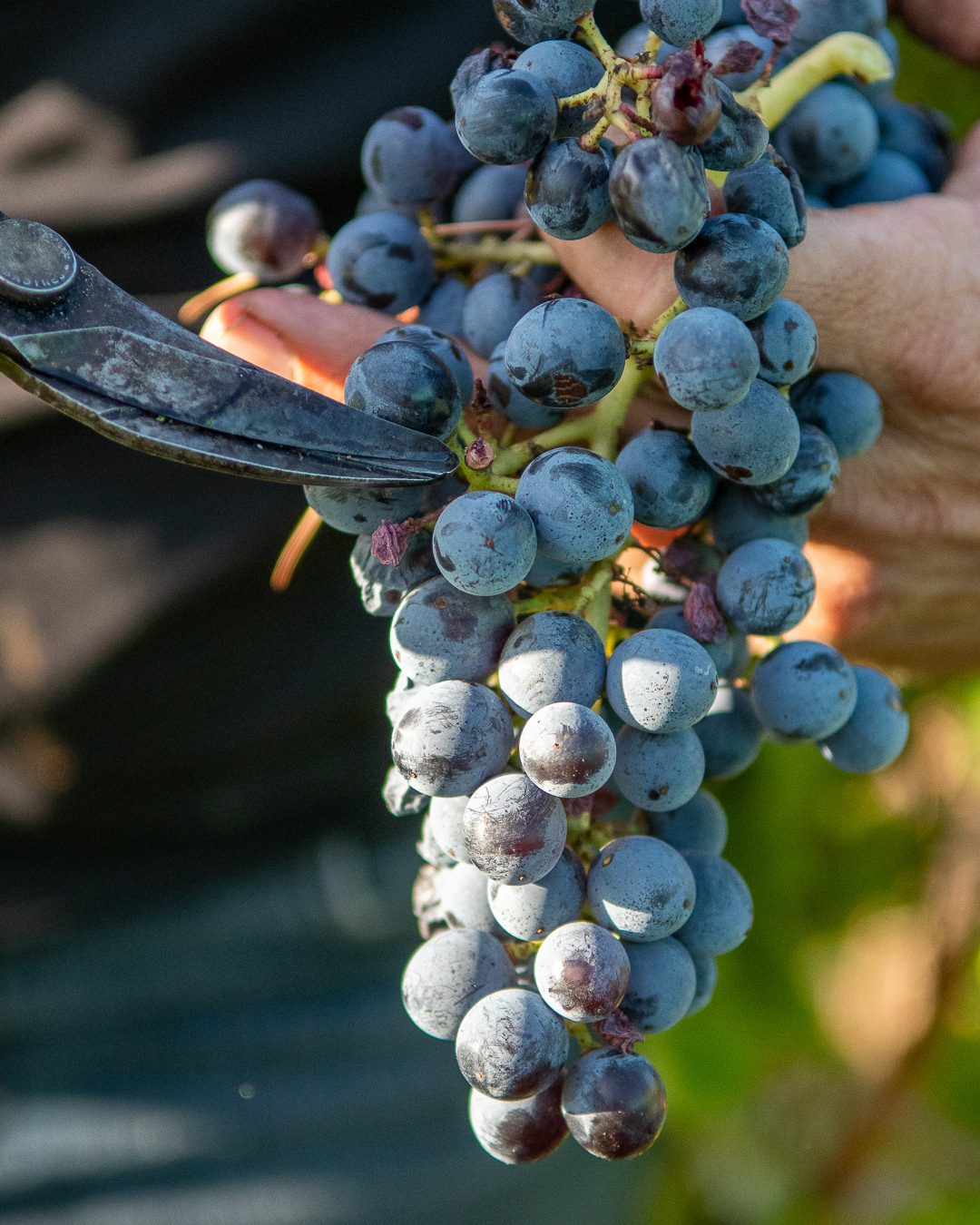 Domaine Bonetto-Fabrol