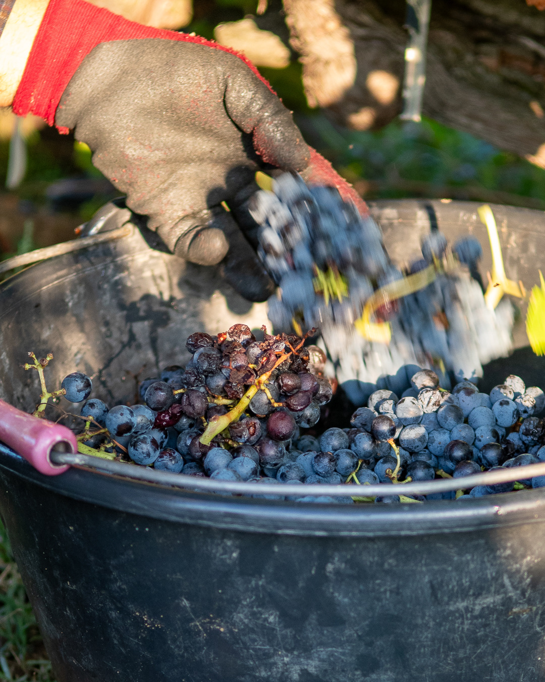 Domaine Bonetto-Fabrol