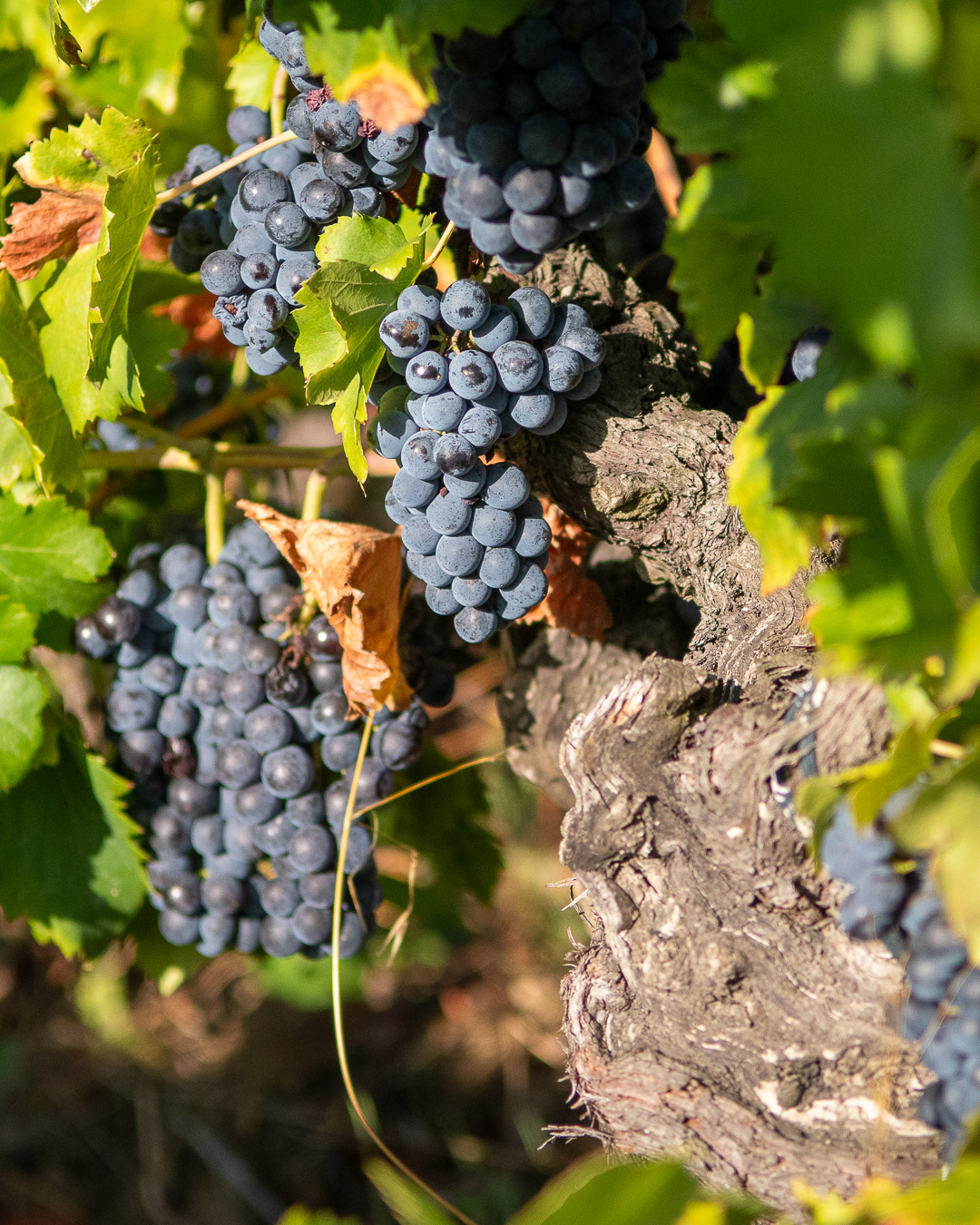 Domaine Bonetto-Fabrol