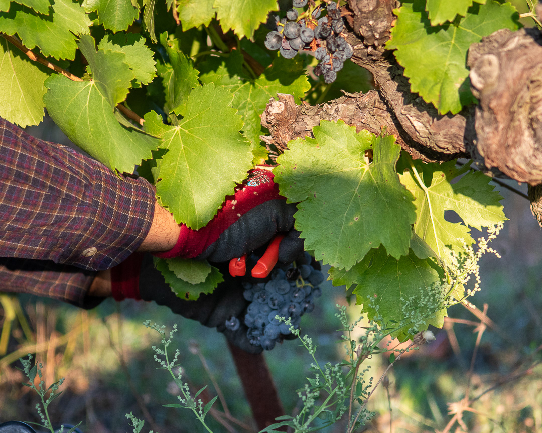 Domaine Bonetto-Fabrol