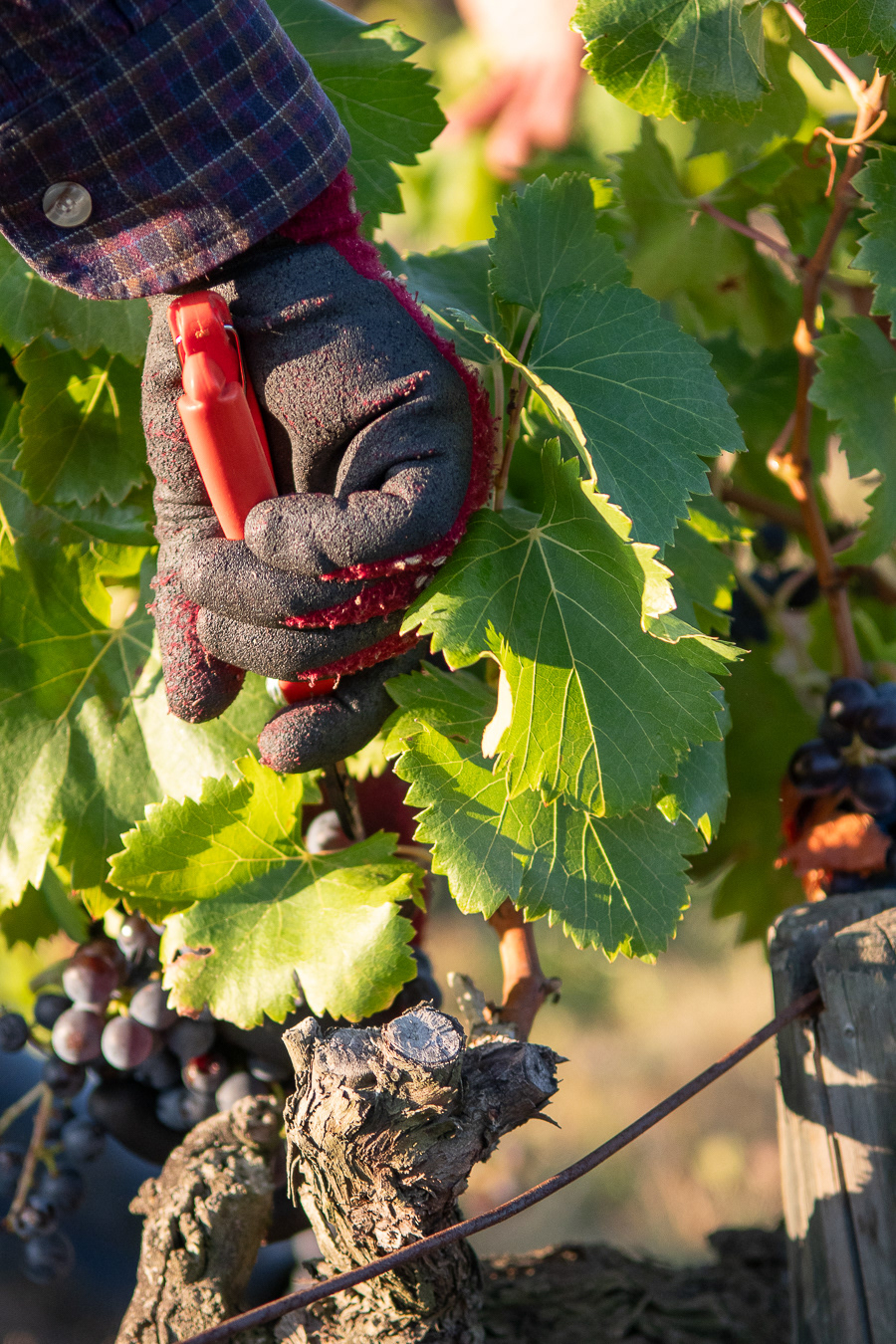 Domaine Bonetto-Fabrol