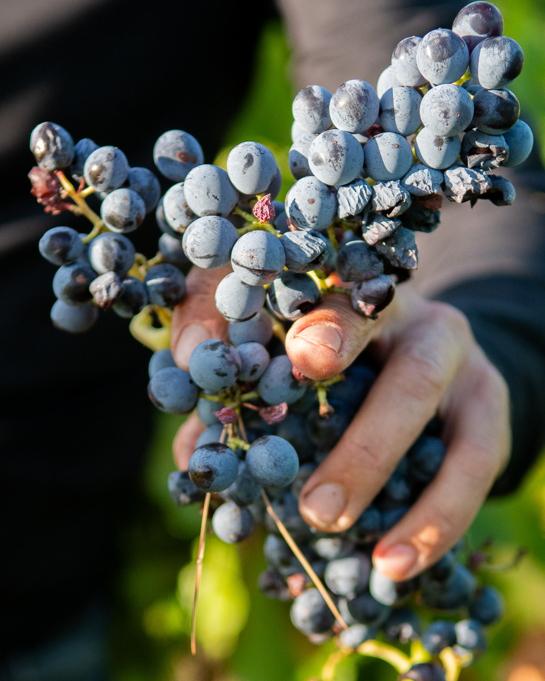 Domaine Bonetto-Fabrol