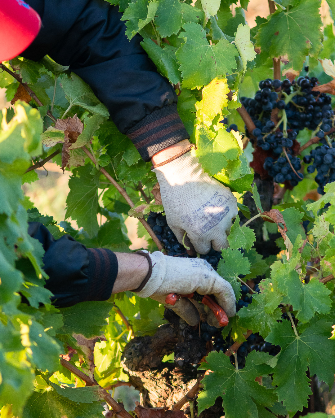 Domaine Bonetto-Fabrol