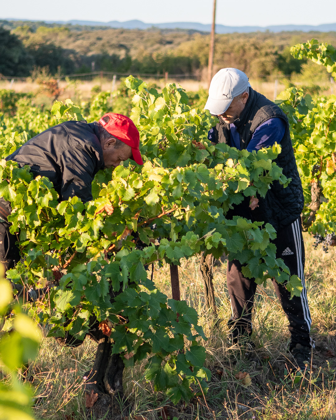 Domaine Bonetto-Fabrol