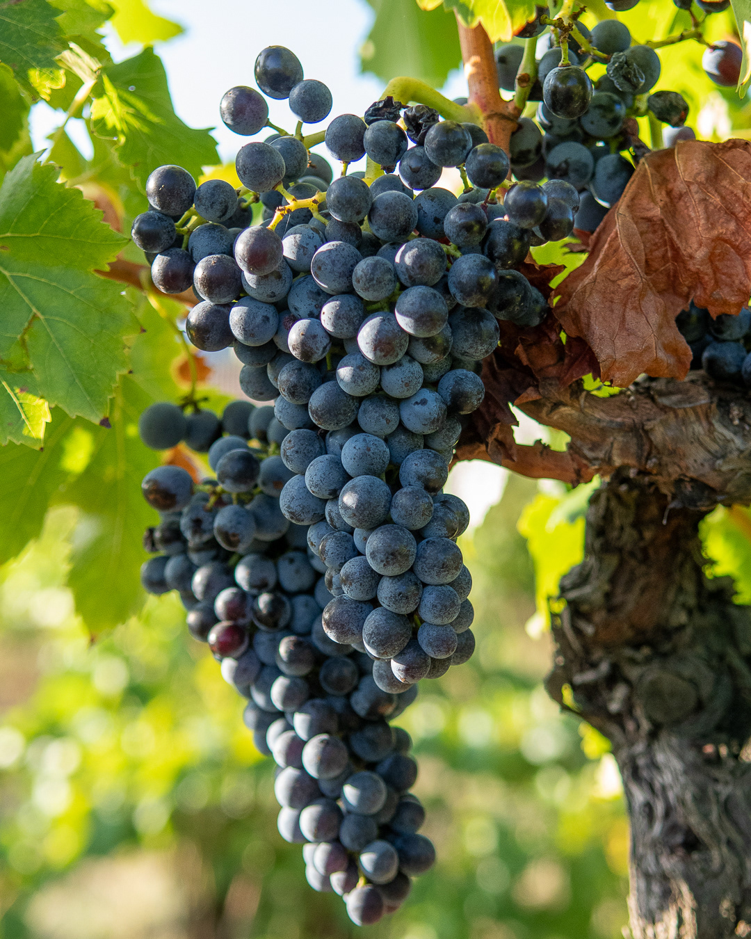 Domaine Bonetto-Fabrol