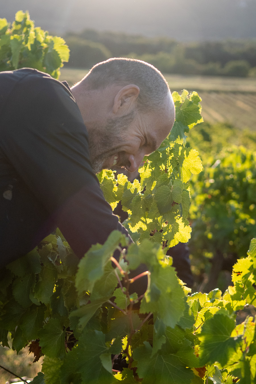 Domaine Bonetto-Fabrol