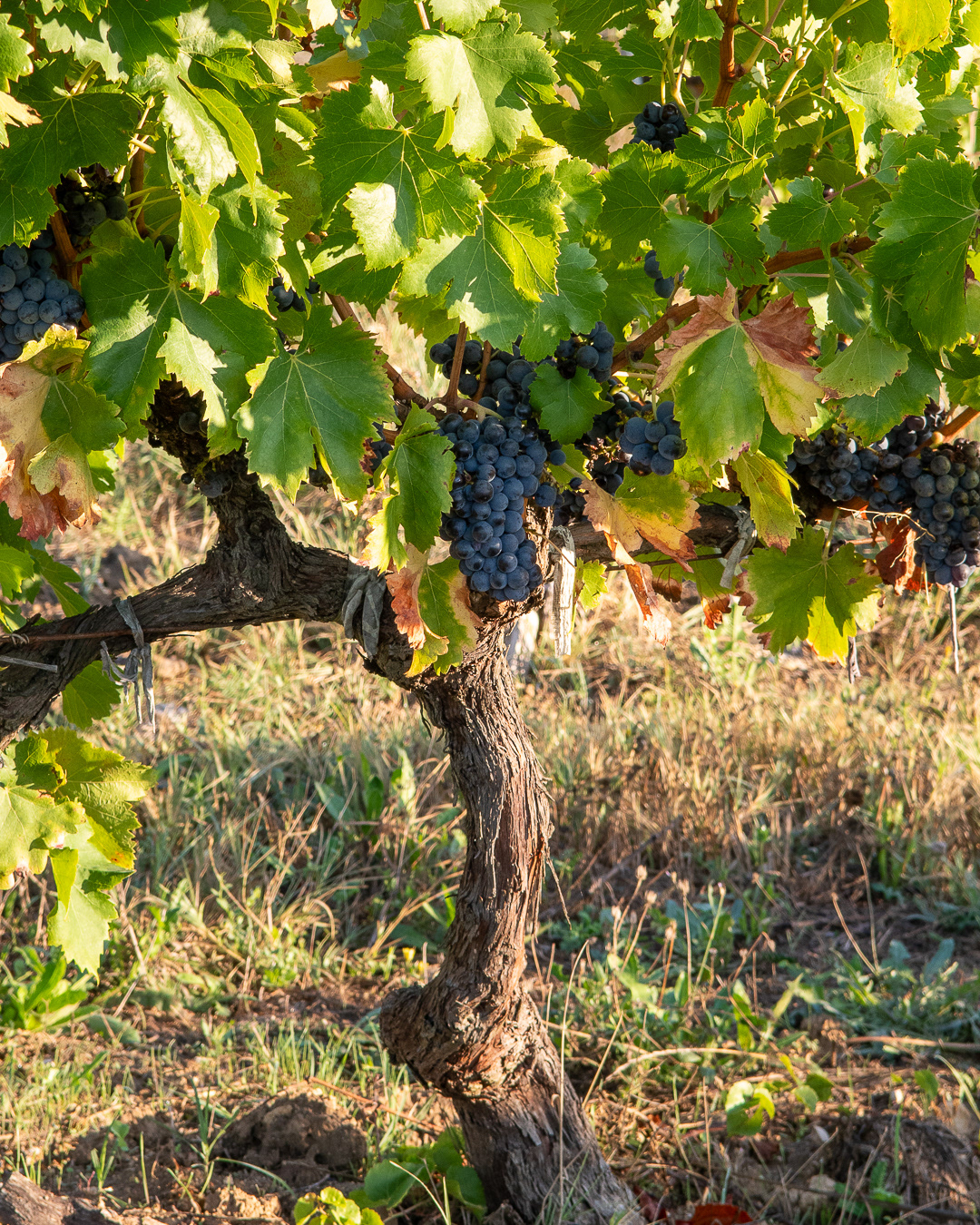 Domaine Bonetto-Fabrol