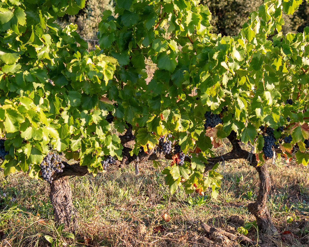 Domaine Bonetto-Fabrol