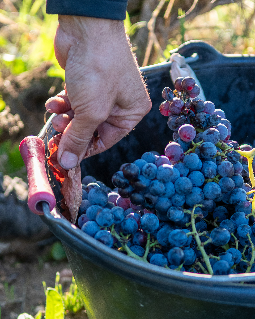 Domaine Bonetto-Fabrol