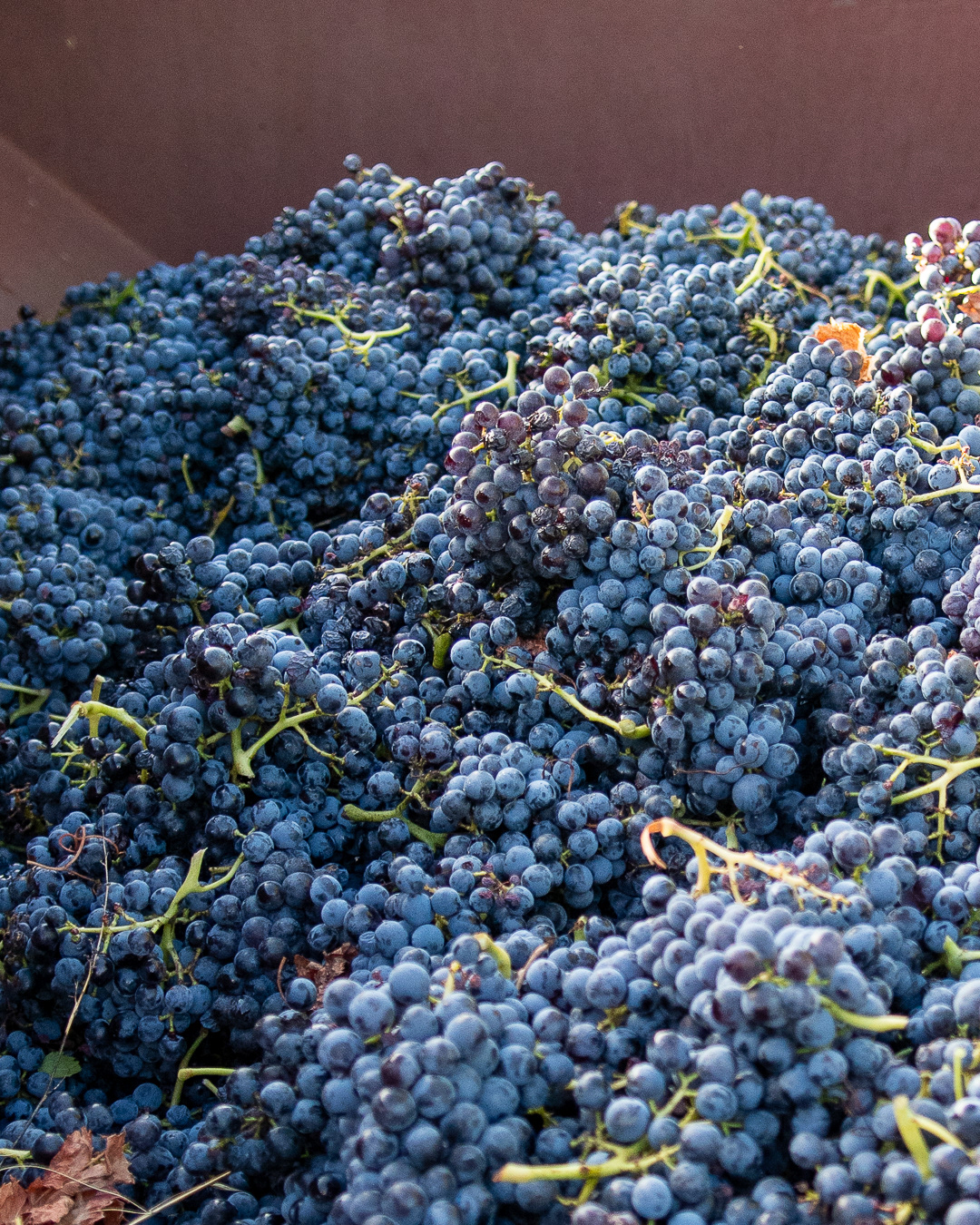 Domaine Bonetto-Fabrol