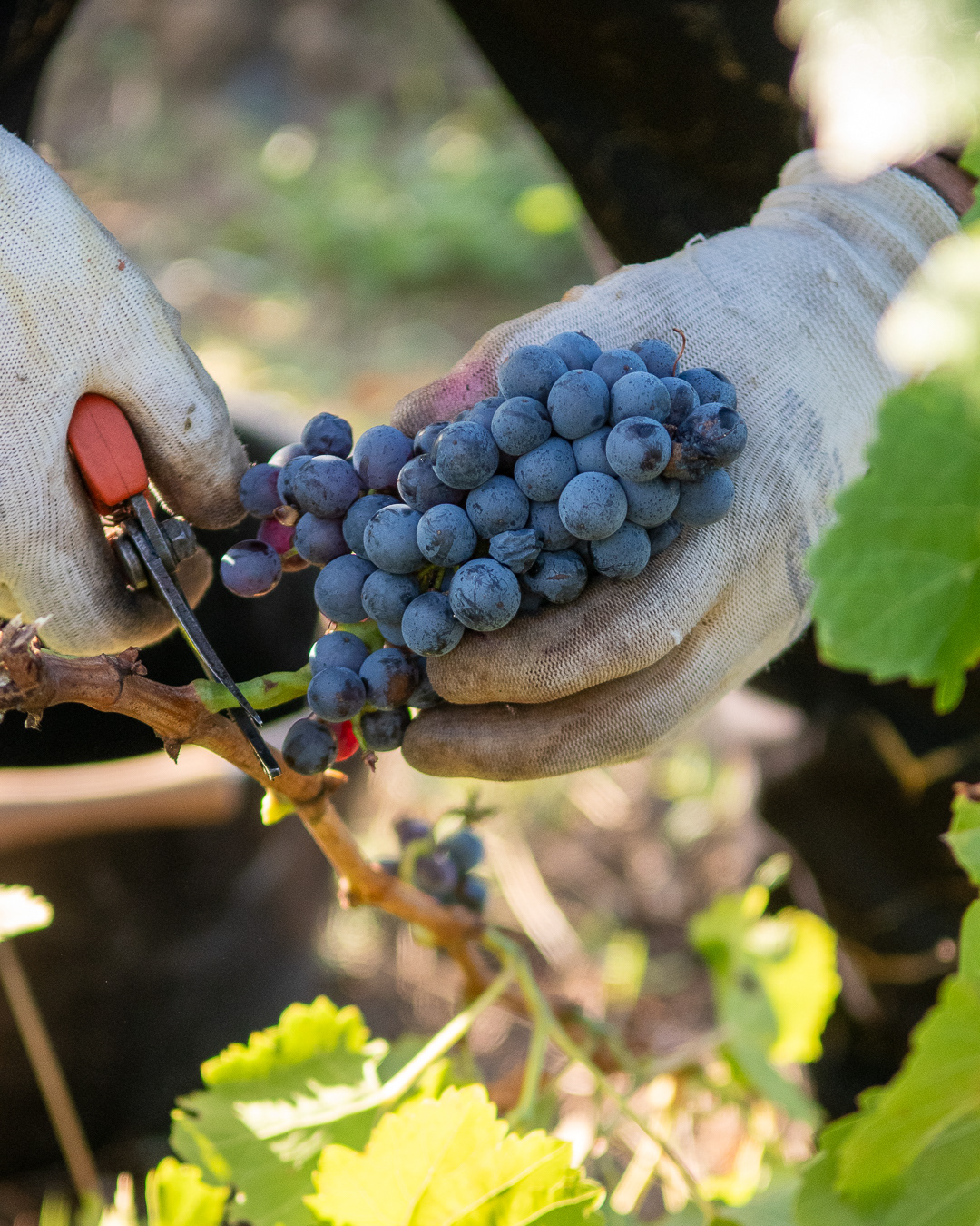 Domaine Bonetto-Fabrol