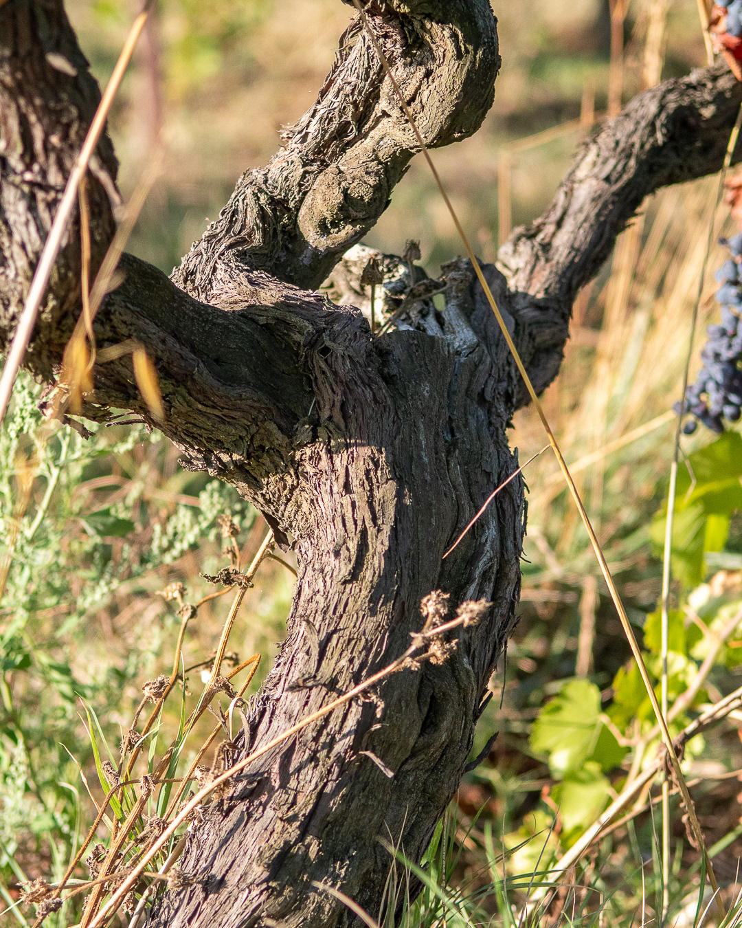 Domaine Bonetto-Fabrol