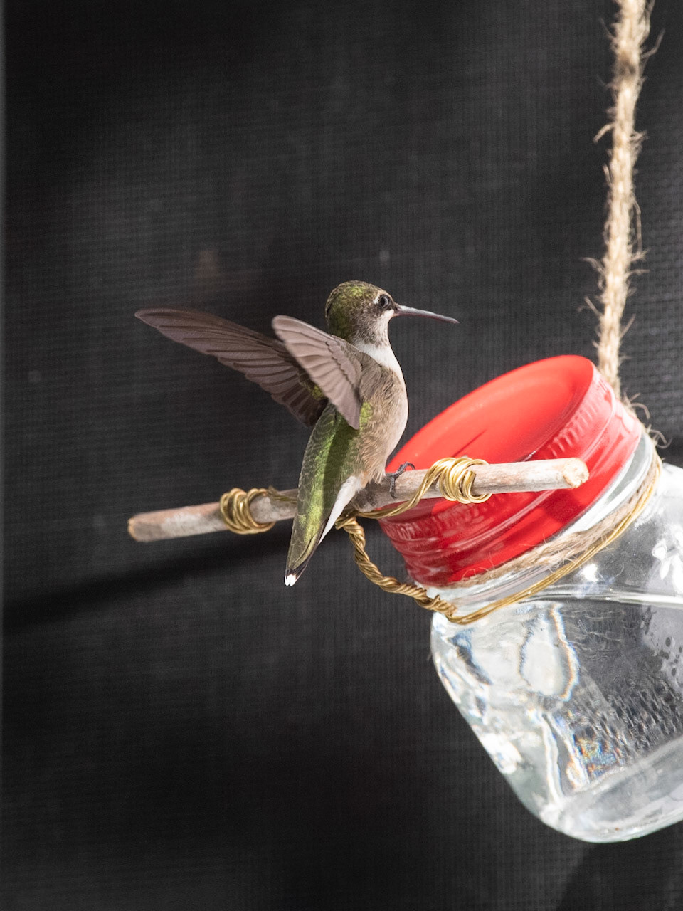 colibri en action