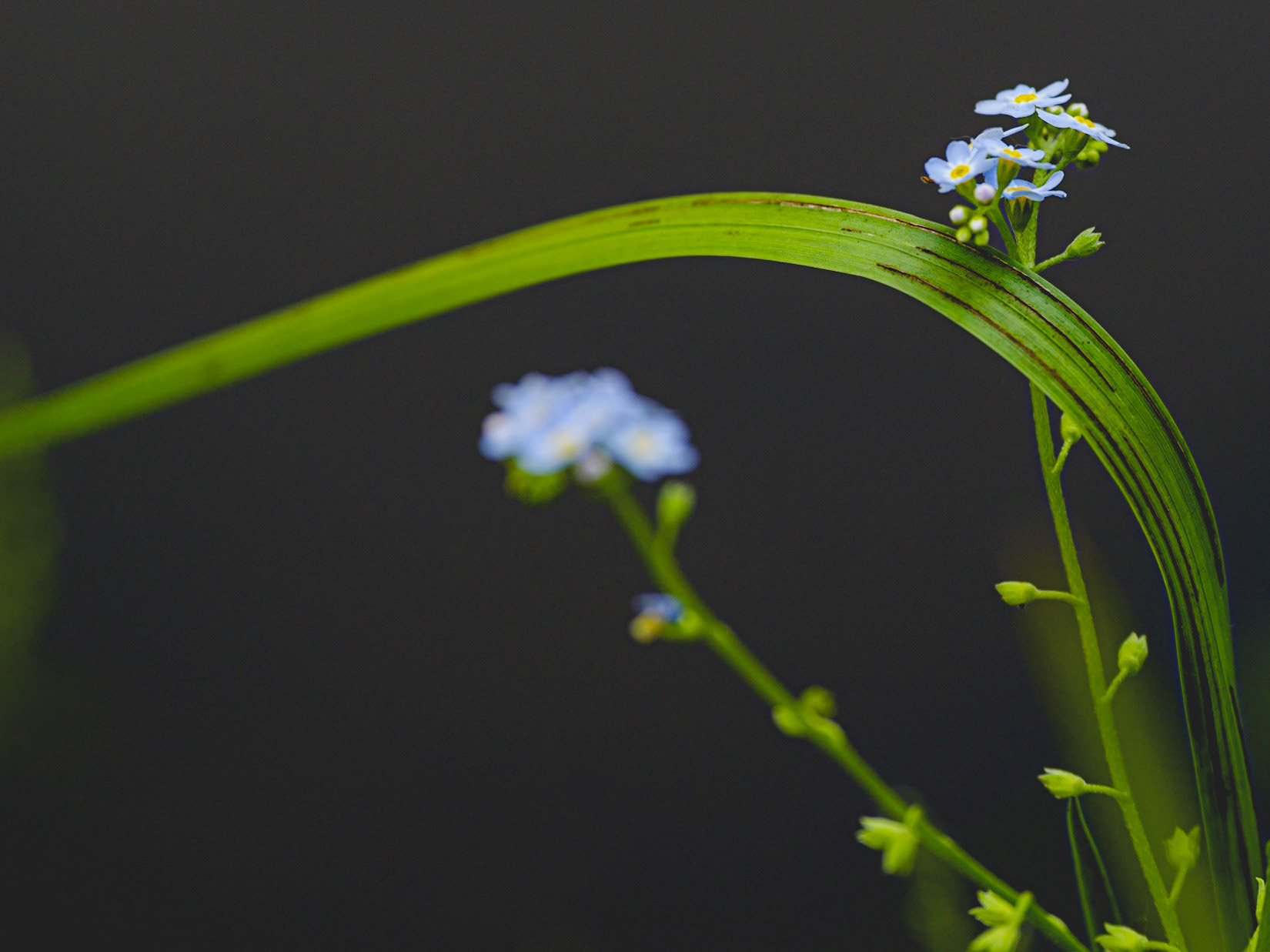 Une fleur dans le noir