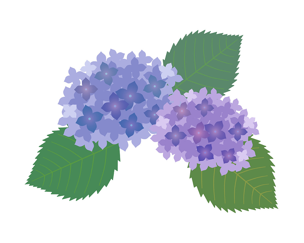 hydrangea あじさい