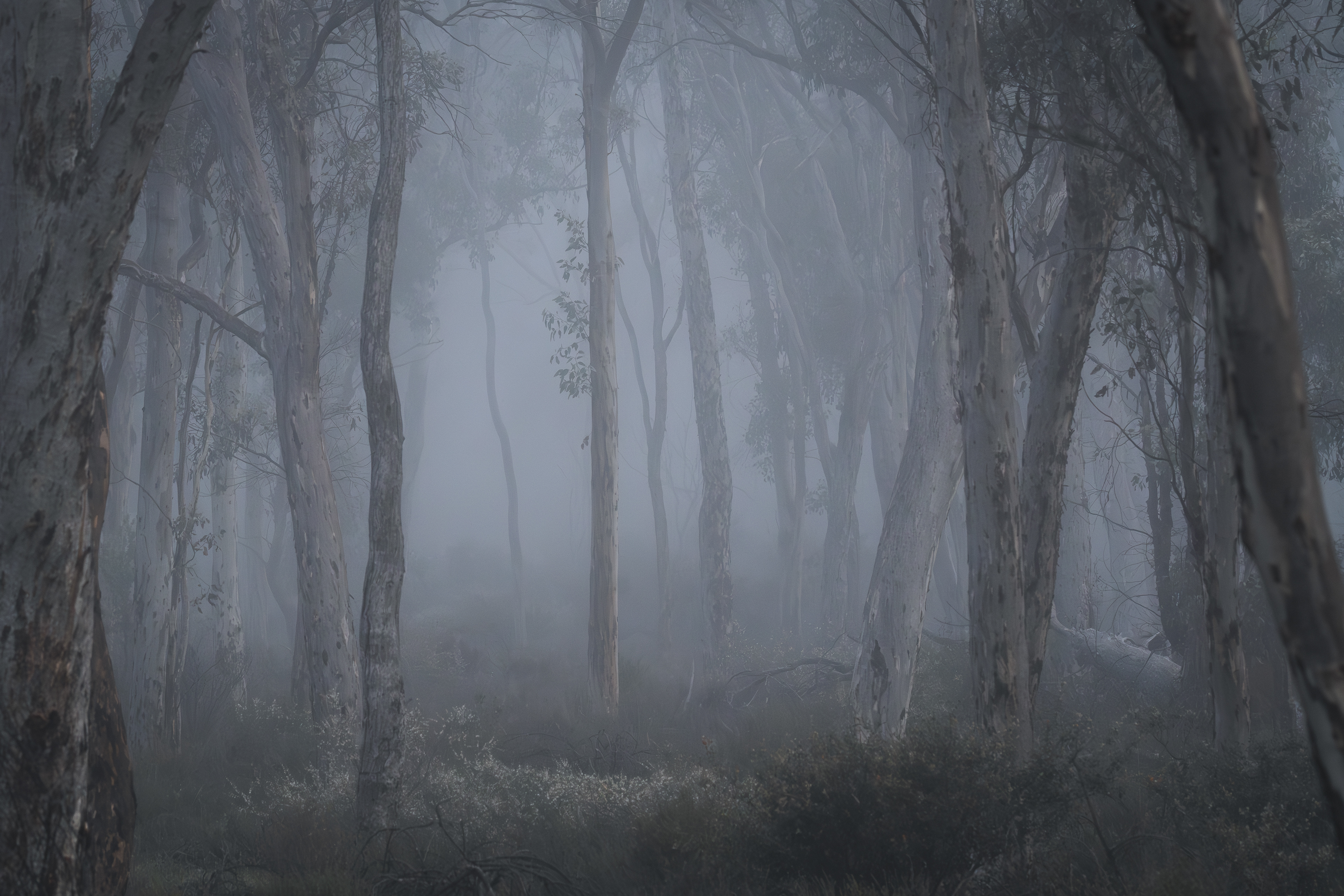 Forest Silence – Dryandra Woodland