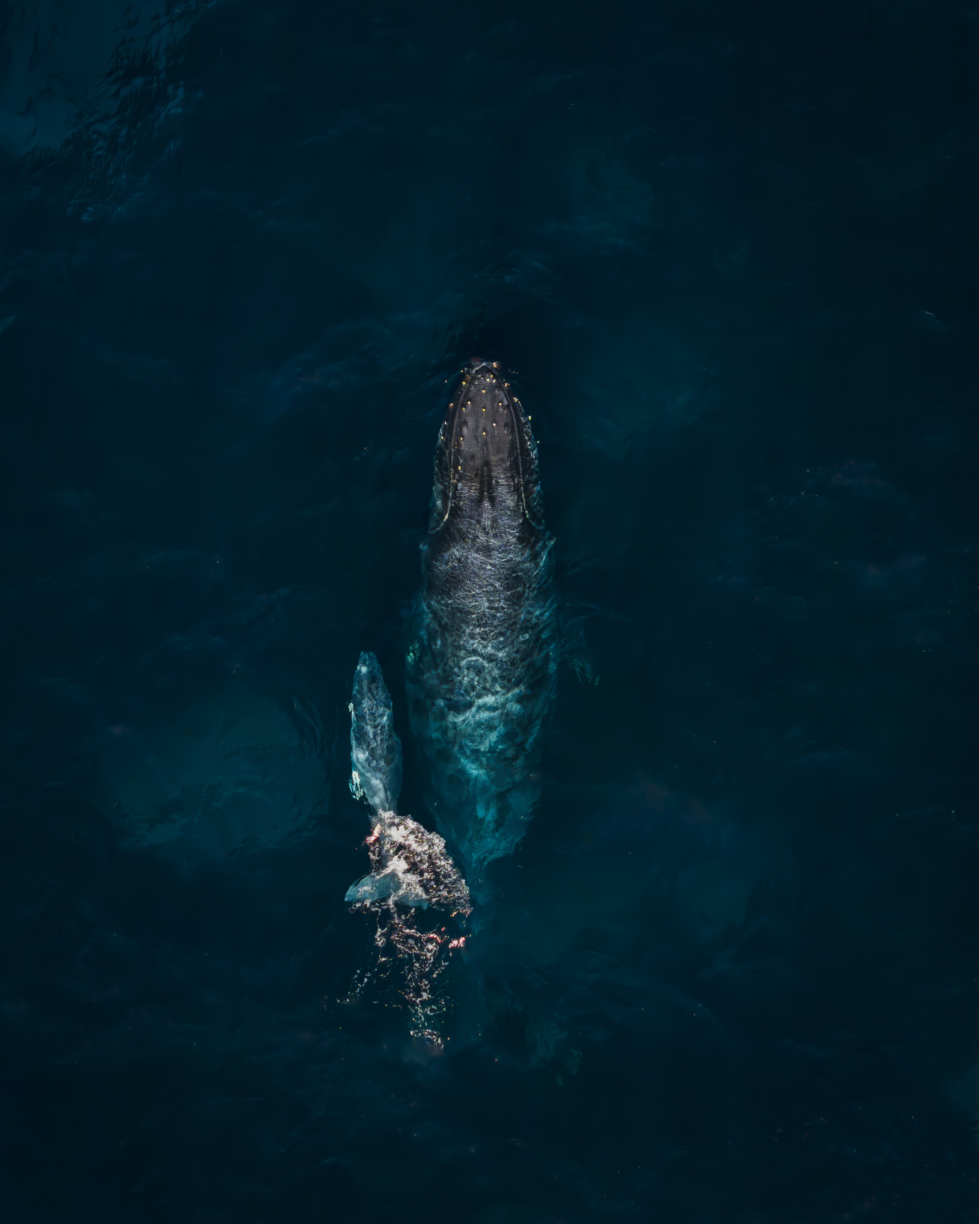 Giants Below