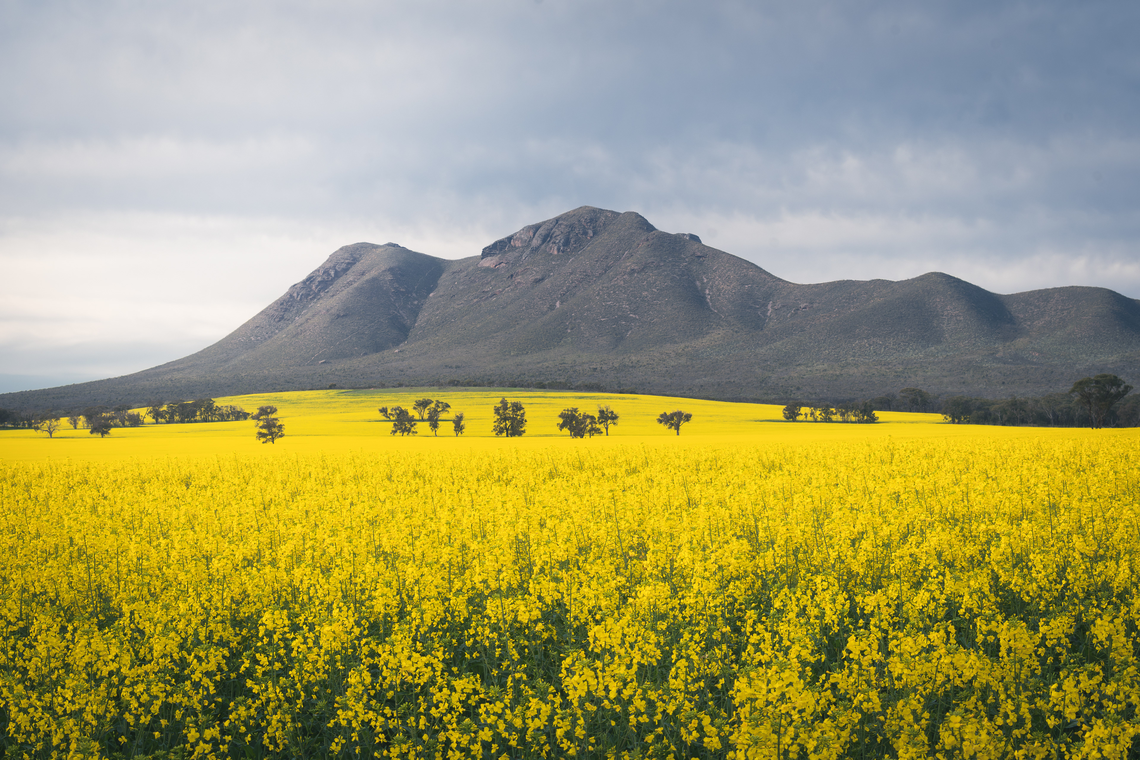 Golden Season – Stirling Ranges