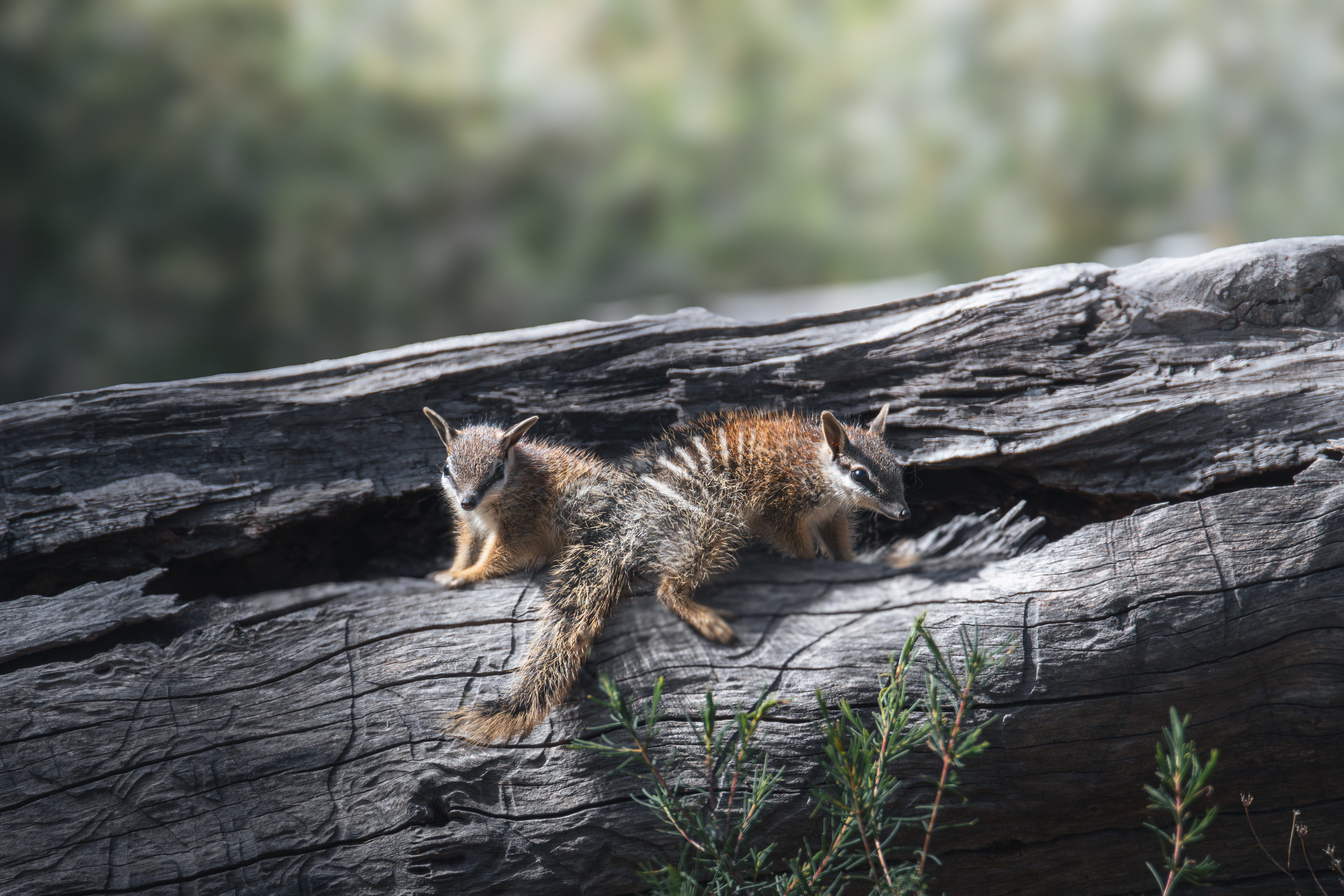Numbats of Dryandra